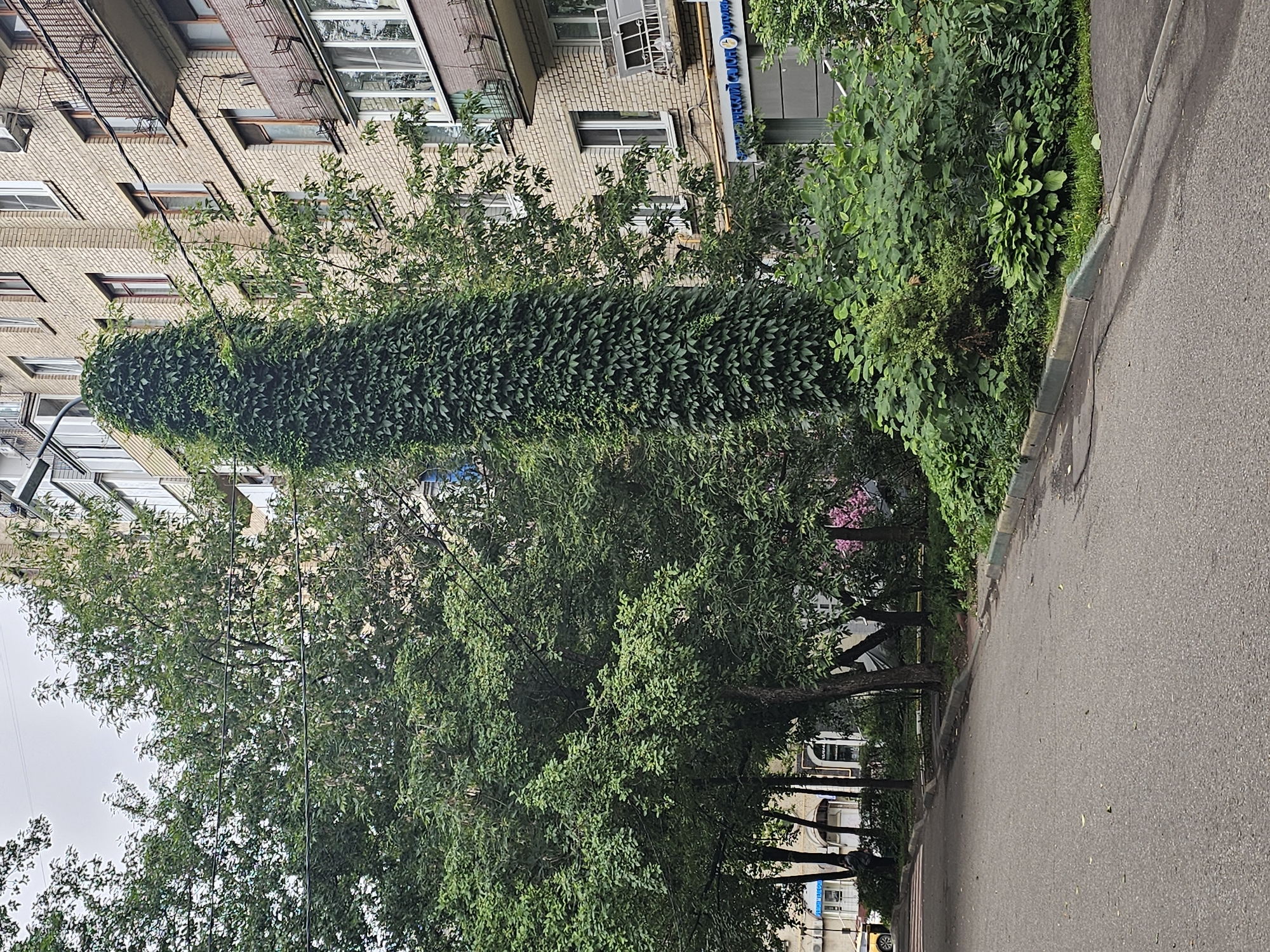 The image depicts an outdoor scene in the city of Khimki, Russia. A paved road occupies the foreground, curving slightly to the right. To the left of the road, a row of trees with lush green foliage is visible, with the lower portions of their trunks obscured by shadow and undergrowth. Behind the trees, a multi-story brick building rises, featuring multiple windows and balconies.
Dominating the center of the image is a tall, slender structure completely covered in dense green ivy, creating a striking vertical column of foliage. This ivy-covered structure appears to be a lamppost or a similar utility pole. To the right of the ivy, more trees and dense green bushes line the edge of the sidewalk. Further to the right, the brick building continues, with windows, balconies, and air conditioning units visible. One balcony has a metal railing and what appears to be a clothes drying rack. Below the building, a sign with Russian text is partially visible. The sky above is overcast. There are no people or animals visible in the scene.