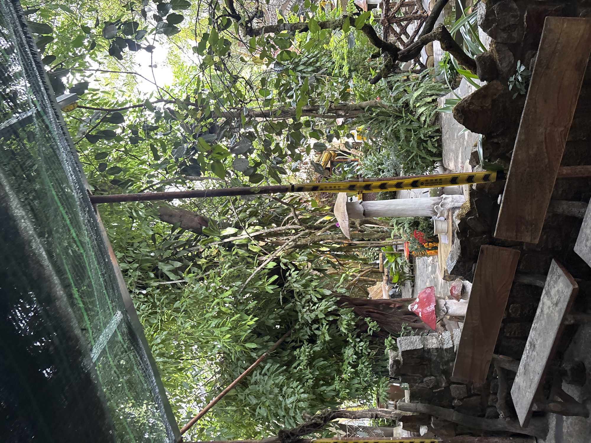 The image captures a lush, verdant outdoor setting, resembling a dense garden or a naturalistic cafe, characterized by abundant green foliage and rustic elements. The perspective is slightly tilted, looking up into a canopy of diverse green leaves and tree branches through which bright daylight filters.
In the foreground on the left, a dark green mesh or netting structure is partially visible, likely a shade cloth or part of an enclosure. A prominent yellow and black striped barrier tape, marked with Chinese characters that read "禁止通行" (Jìnzhǐ tōngxíng), meaning "No Thoroughfare" or "No Passage," stretches horizontally across the mid-ground, indicating a restricted area.
To the right, rustic wooden planks, possibly benches or parts of a seating area, are set against natural stone walls and rock formations. These are adorned with various green plants and ferns, enhancing the natural aesthetic. Further into the scene, beyond the barrier tape, decorative elements can be discerned, including a white statue and bright red, mushroom-shaped sculptures or planters. The environment incorporates natural wood elements, with branches seemingly used in the construction or landscaping.
The scene depicts a peaceful, curated outdoor space, suggesting a tranquil and natural ambiance. No individuals are present, and no specific activity is taking place. The time of day is daytime, with light filtering through the leaves. The visible text on the tape provides a clear instruction. Given the context of Da Lat, Vietnam, the dense tropical greenery and rustic design are consistent with the region's natural beauty and tourist attractions.