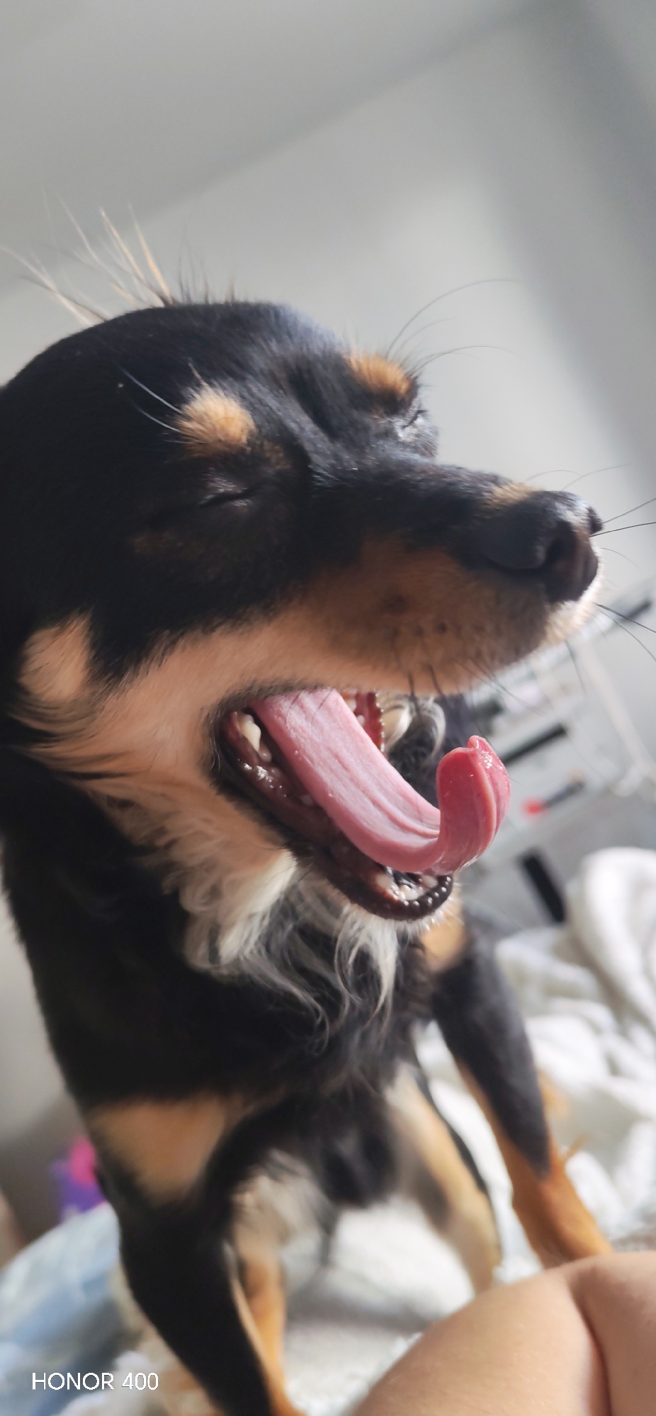 A close-up shot features a black and tan dog with its mouth wide open in a yawn. The dog's tongue is fully extended, and its eyes are closed. Some strands of the dog's hair stick up from the top of its head. The background is blurry, showing hints of white bedding and other indistinct objects. The "HONOR 400" watermark is visible in the lower-left corner of the image. The location is unknown.