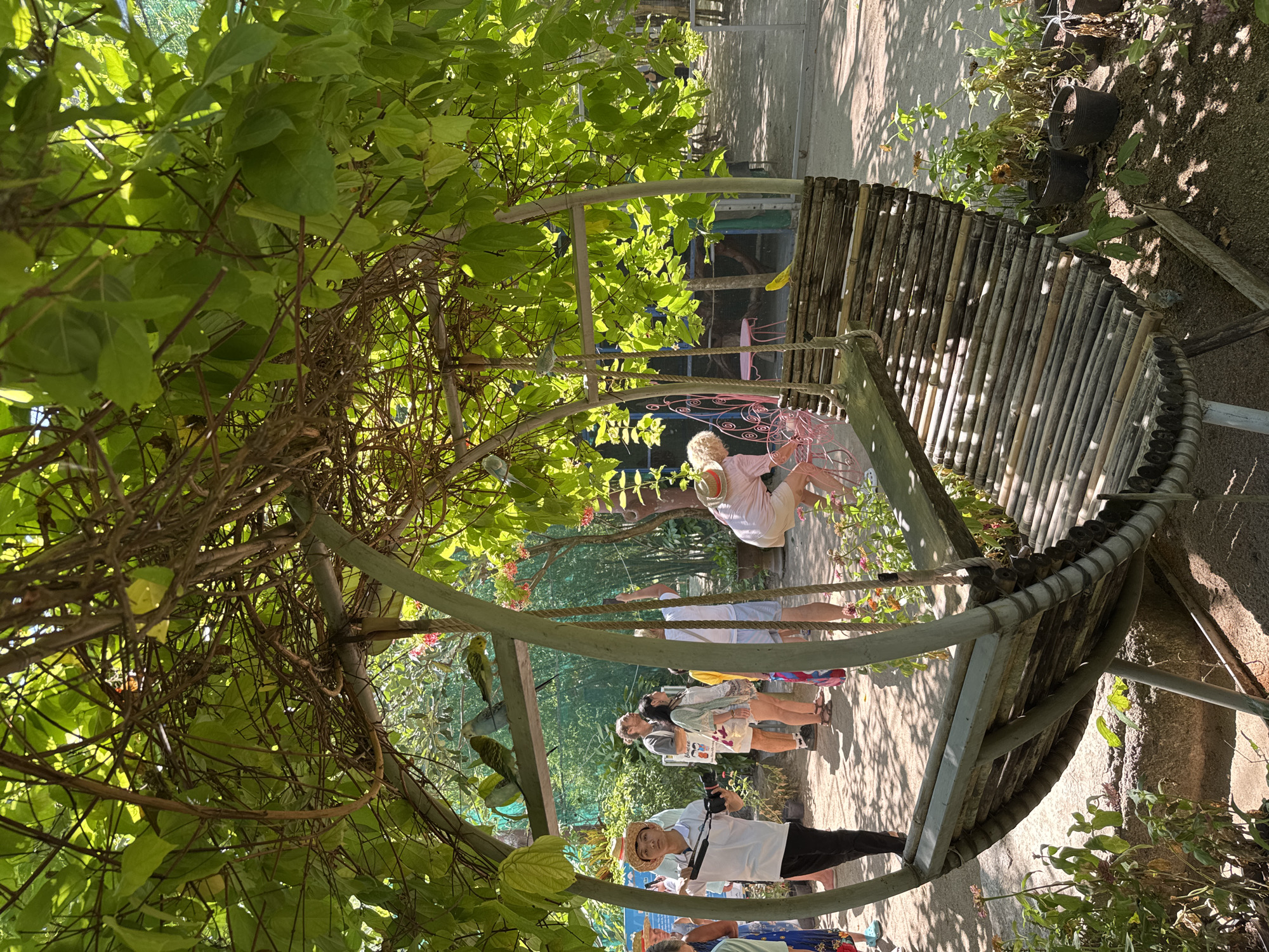 In Hoa Thang, Vietnam, under a canopy of lush green foliage, a unique circular structure with an attached wooden swing is the focal point of this outdoor scene. Several parakeets are perched on a horizontal beam within the structure, some appearing to be a light blue, while others are green. A woman with blonde hair, wearing a light pink shirt and white shorts, is interacting with the swing, appearing to be cleaning or adjusting it. A yellow bird is perched on the wooden slats of the swing. In the foreground, a young person wearing a straw hat and a white shirt, holding a camera with a strap, stands looking towards the scene. Other individuals are visible in the background, some observing the birds and the structure. The ground is covered in gravel, with potted plants and sparse vegetation surrounding the area. The sunlight casts dappled shadows through the leaves, creating a bright and airy atmosphere.