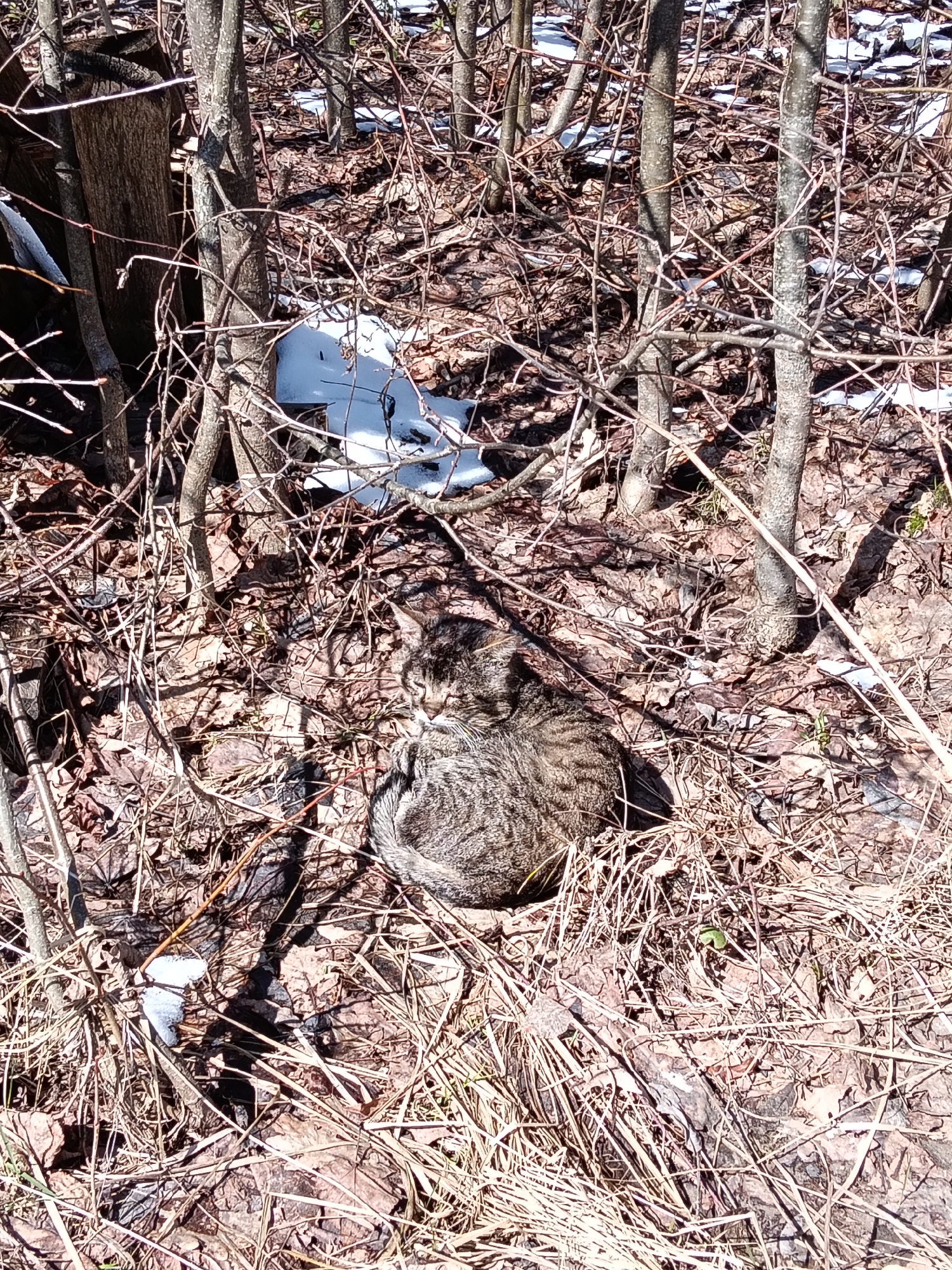 The image displays a domestic cat, likely a tabby, resting or observing its surroundings in a natural, outdoor setting. The cat is curled up on the ground, with its head slightly turned to its left. Its fur pattern provides some camouflage against the dry ground.
The scene is a woodland or forest floor, characterized by a dense covering of dry, brown leaves and numerous bare branches and slender tree trunks. These elements suggest either late autumn, winter, or early spring. Scattered patches of white snow are visible on the ground, particularly in the background and in smaller spots closer to the foreground, confirming the cold season.
Bright sunlight illuminates the scene, casting distinct shadows from the branches and trees, indicating it is daytime, likely a clear morning or afternoon. The cat appears calm and relaxed, possibly enjoying the sun while remaining subtly alert.
There is no visible text in the image. The location context provided is Красный Маяк, Russia.