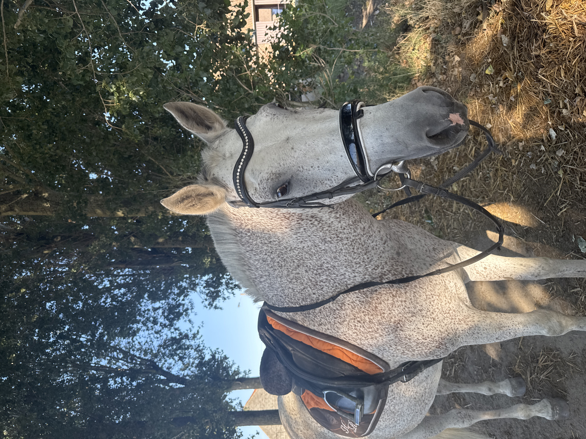 A dappled grey horse stands in a sun-dappled outdoor environment, possibly near Estaimpuis, Belgium. The horse is equipped with a black and orange saddle and a bridle adorned with rhinestones. Trees with green foliage are visible in the background, with sunlight filtering through them. A building with a tiled roof can be seen in the distance. The ground is covered with dry grass and leaves. The horse's head is turned slightly to the right, and its eyes are open. The horse appears to be calm and still.