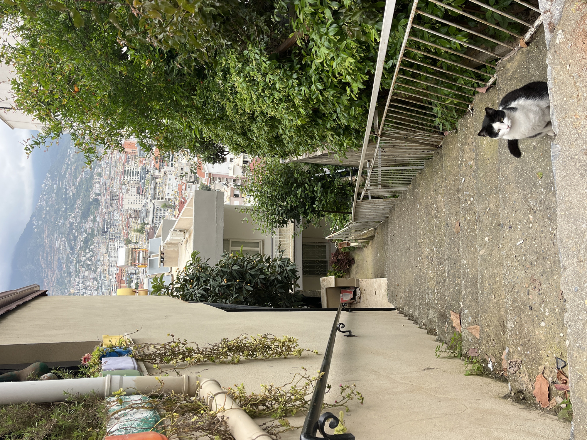 A downwards-angled shot shows a concrete stairwell in Alanya, Turkey. A black and white cat sits on the landing at the top of the stairs. The stairs lead down towards a building, with a cityscape and mountains visible in the background. A white railing runs alongside the stairwell. A wall and vegetation are visible on the left side of the stairs. There is clothing drying on the left side of the image.