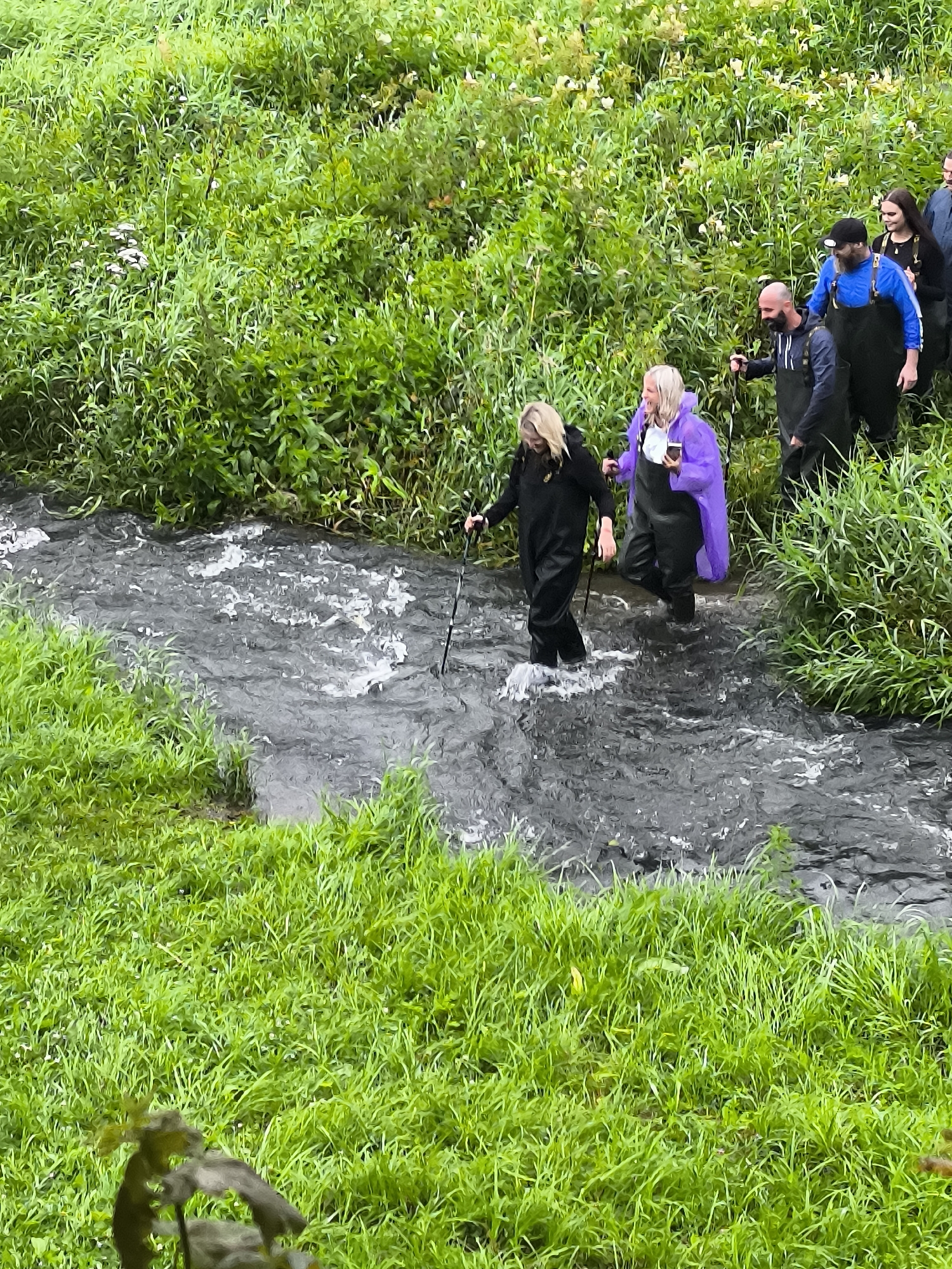 In Kuldīga, Latvia, a group of people are navigating a shallow, fast-flowing river surrounded by lush green vegetation. The individuals are wearing waders, suggesting they are engaged in an activity that requires protection from water, possibly fishing or a guided nature excursion. One person in the foreground, wearing a black jumpsuit, uses a walking stick to maintain balance as they step through the water. To their right, another person in a vibrant purple poncho is also wading, holding a mobile phone. Behind them, several other individuals are walking in the same direction, some also in waders and waterproof gear. The riverbed appears rocky, contributing to the turbulent flow of the water. The dense green foliage on both banks of the river suggests a natural, undeveloped area, consistent with the Venta River rapids in Kuldīga, a well-known natural attraction.