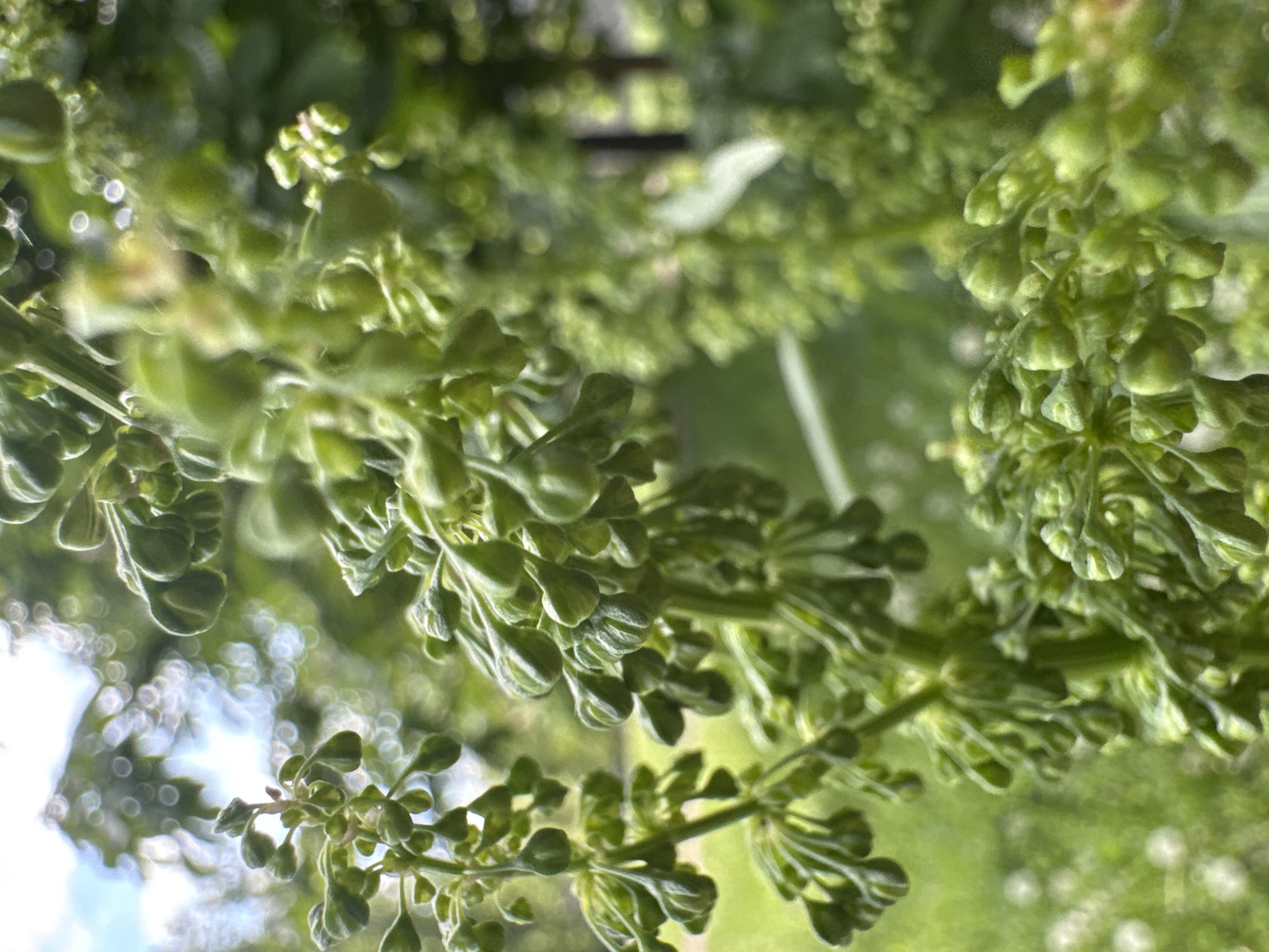 The image shows a close-up of green plant clusters, likely in the city of Kryvyi Rih, Ukraine. The plant appears to be in bloom with tightly packed, small, green buds. The background is blurred, suggesting a natural outdoor environment with additional foliage and some undefined structures. The focus is on the texture and shape of the plant's developing flowers.