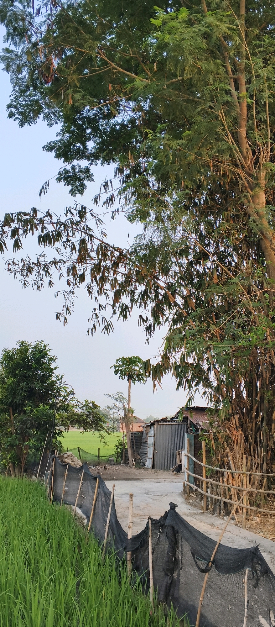 The image depicts a rural scene in Japanan, Indonesia, characterized by lush green rice fields and dense vegetation. A rickety fence made of bamboo poles and black netting runs along the edge of the rice field, separating it from a dirt path. In the background, a small, corrugated metal structure with a tin roof appears to be a dwelling or shed. A tall, slender tree with broad green leaves, possibly a papaya tree, stands near the structure. Several chickens are visible near the path, and a dog stands near the structure. The sky is a pale, overcast blue, suggesting it might be early morning or late afternoon. The overall impression is one of a humble, agricultural community.