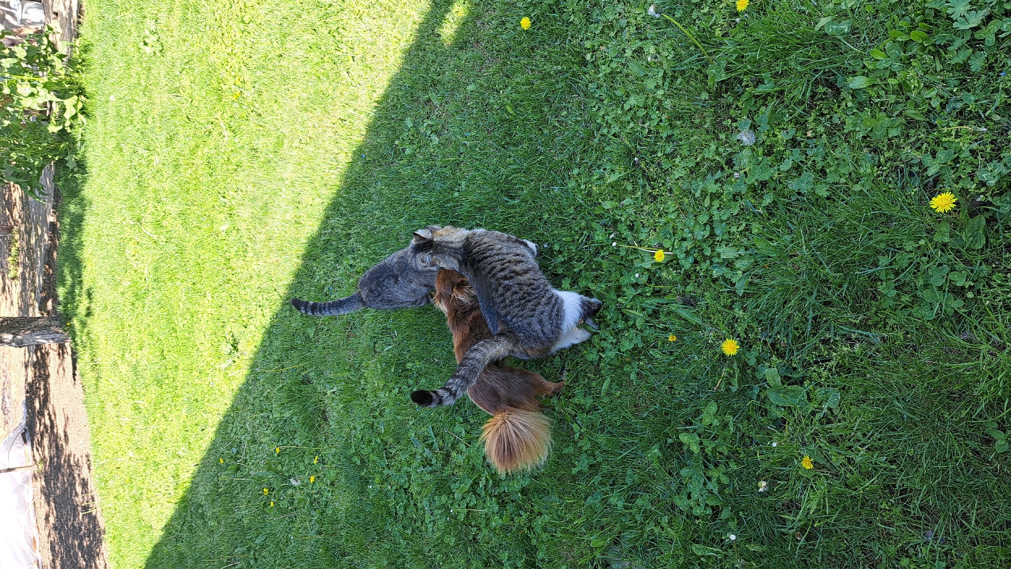 A grassy lawn in an unknown city features a grey cat, a tabby cat, and a small brown dog engaged in playful interaction. The location is an outdoor area with grass, dandelions, and other vegetation.