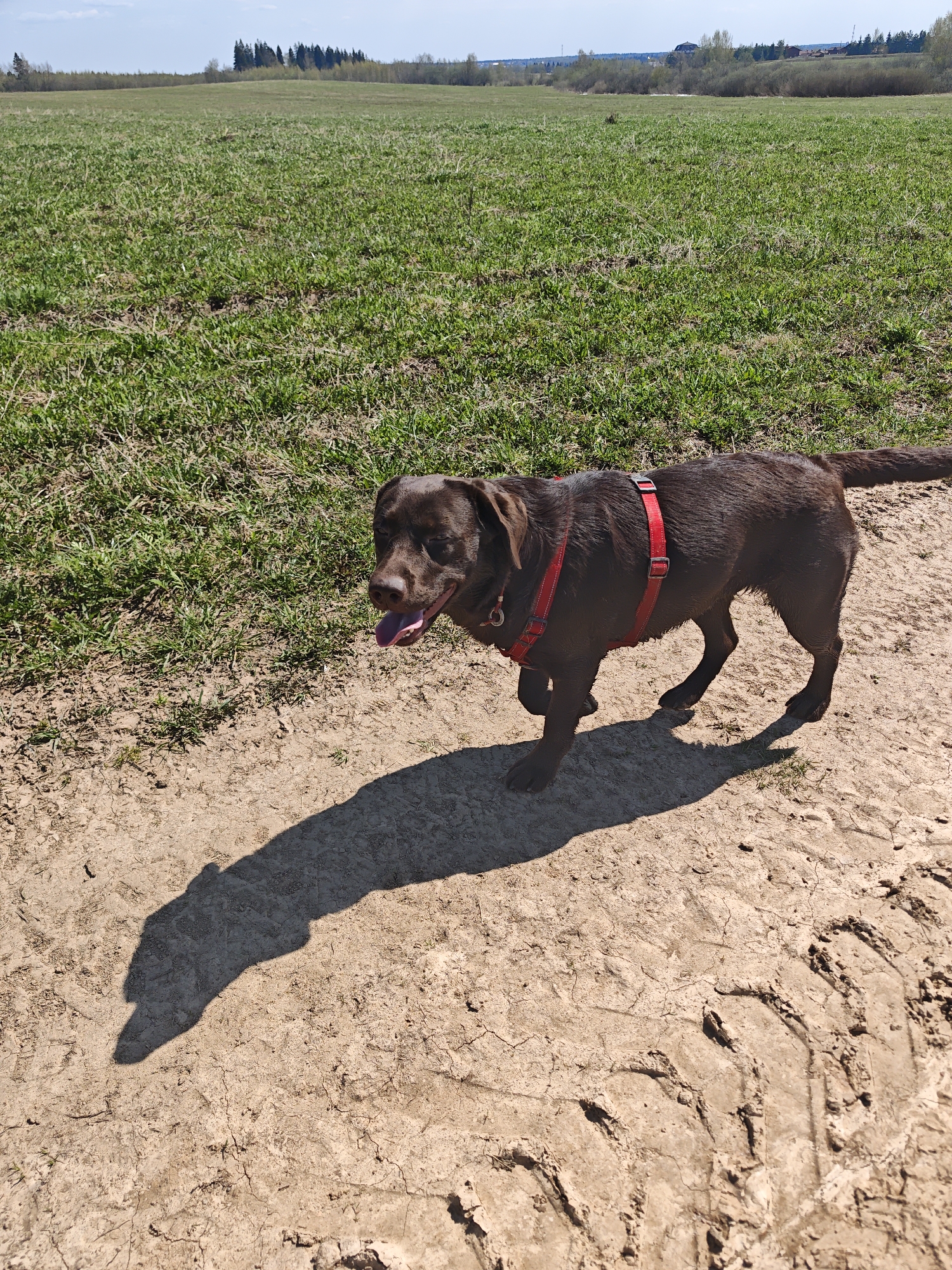 The image shows a chocolate Labrador dog wearing a red harness walking on a dirt path. The path has tire tracks in it. The dog is casting a dark shadow to the left. To the left of the path is a field of green grass. In the distance are some trees and a blue sky. The location is unknown.