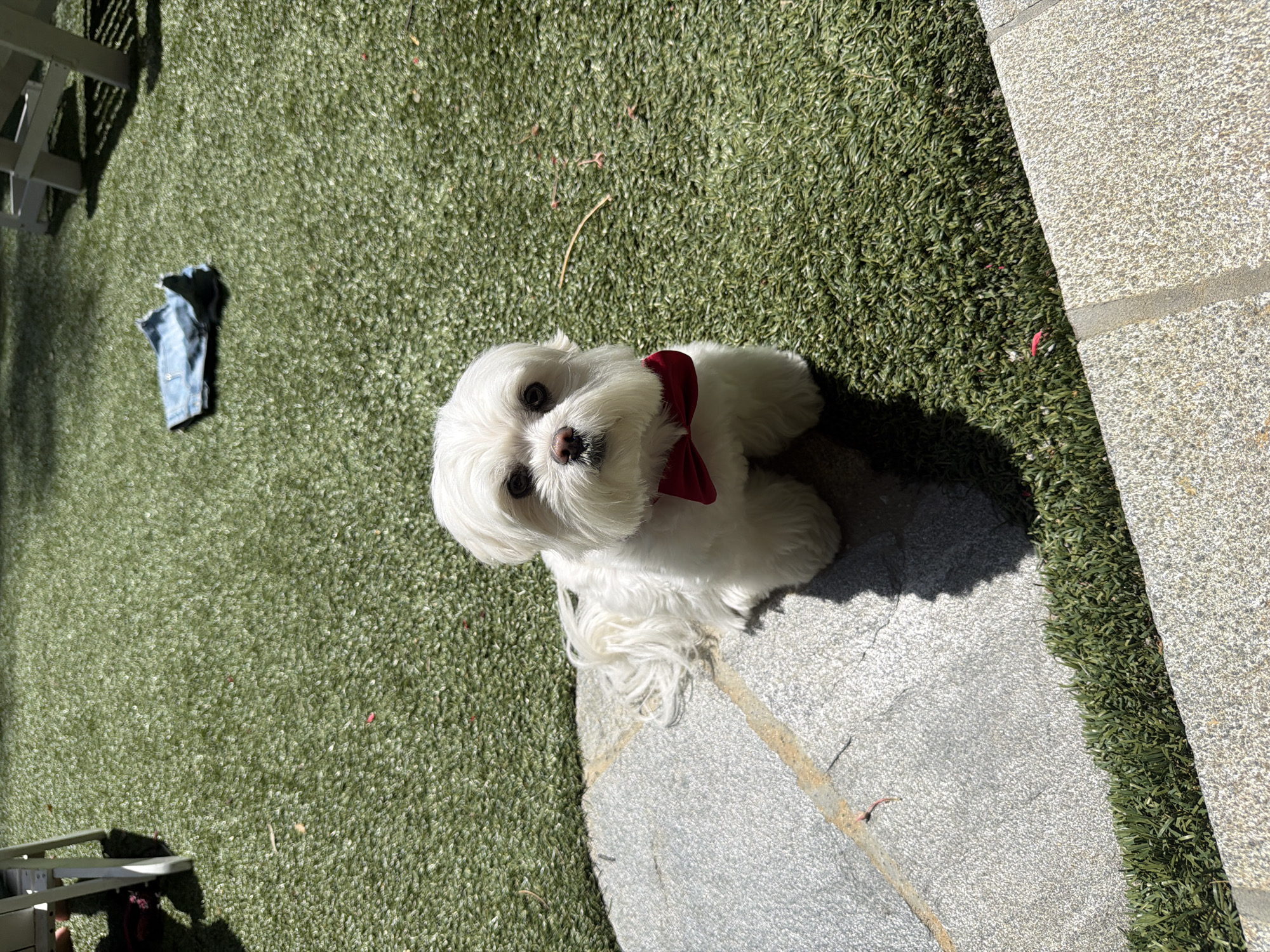 A white Maltese dog with a red bow tie sits on a gray stone surface in an outdoor setting. The surface is bordered by artificial green turf. A discarded denim jacket is visible in the periphery. The location is likely in the city of Los Angeles, United States of America.