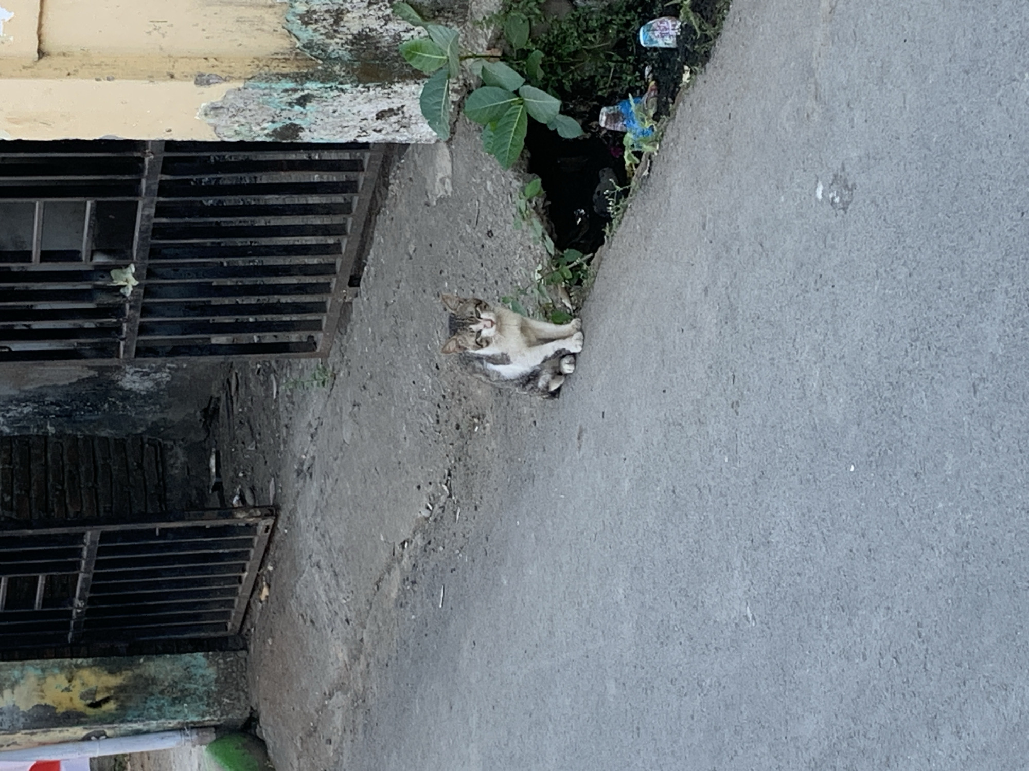 A tabby and white cat sits on a paved street in front of a drain. The cat is facing the camera, with its front paws on the ground and its hindquarters raised slightly. Its eyes are partially closed, and its ears are perked forward. The cat's fur is predominantly white with tabby markings on its head, back, and tail.
The street appears to be in a low-income urban area, with debris and vegetation visible along the side of the road. A black metal gate is visible in the background, suggesting that this may be a residential or commercial property. The wall to the right of the gate is weathered and peeling, with patches of green and yellow paint.
The overall impression is one of urban decay and neglect, with the cat appearing to be a stray animal. The scene is likely located in the city of Makassar, Indonesia, given the context provided. The lighting suggests it is daytime, with the sun casting shadows on the street.