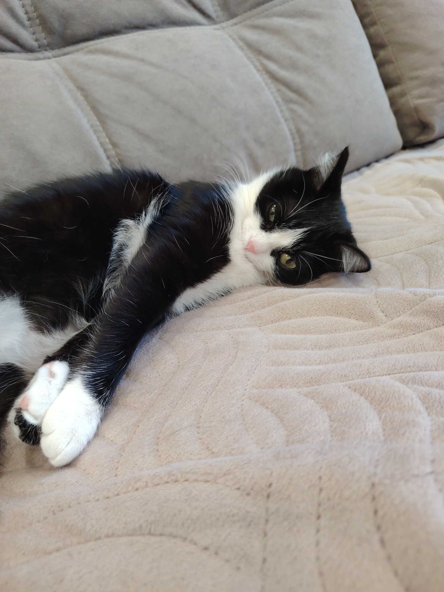 A tuxedo cat is lying on a light brown quilted blanket that is on a couch. The cat is mostly black with white paws and a white chest and face. It has yellow eyes and a pink nose. The cat is lying on its side with its front paws crossed. The background consists of light brown pillows. The location is unknown.