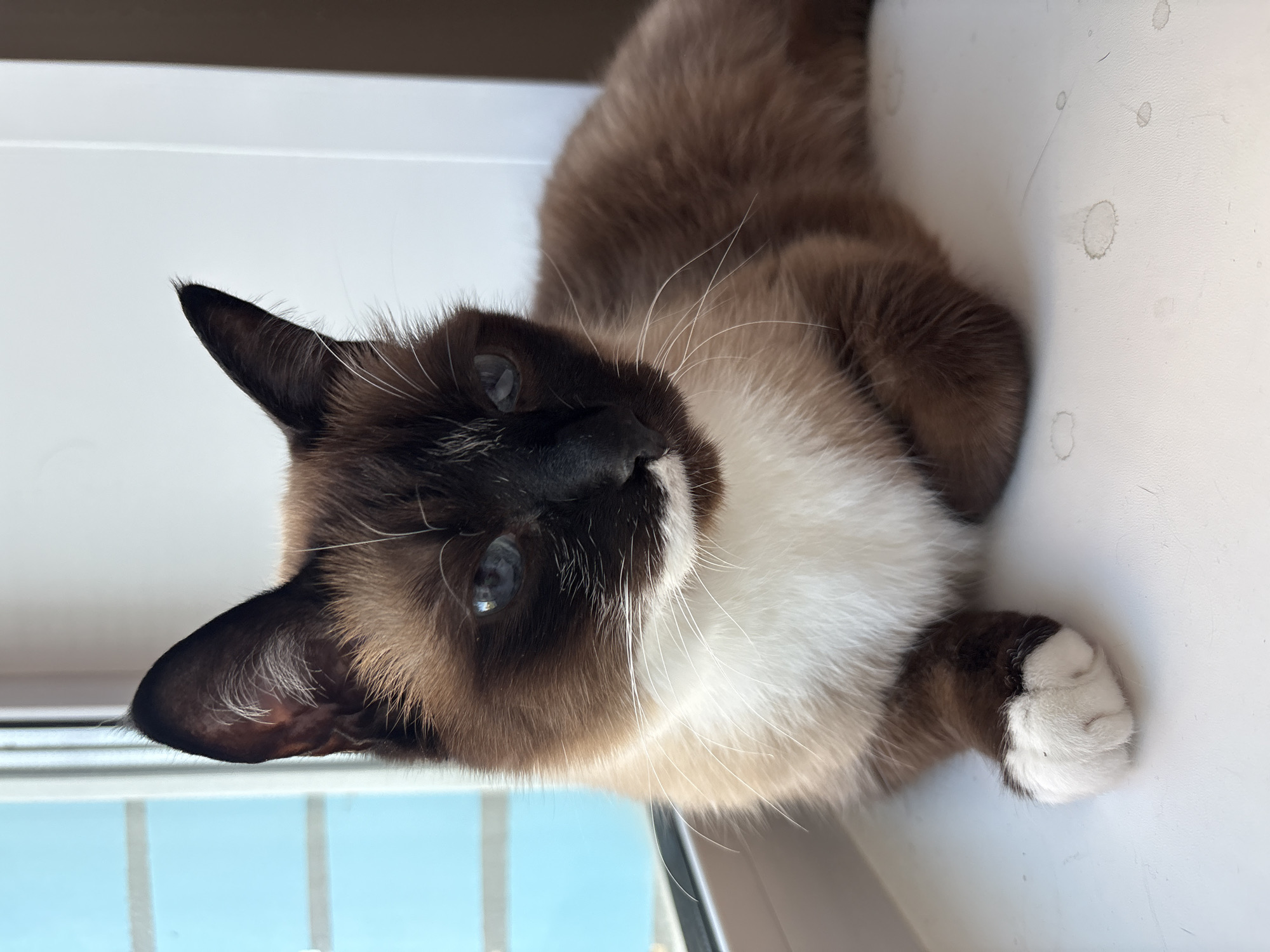 A Siamese cat with brown and white fur is lying on a white surface. The cat is positioned so that its head is facing the lower left corner of the frame, and its body extends towards the upper right corner. The cat has piercing blue eyes and a dark brown nose. It is looking upwards towards the viewer. A glimpse of a blue sky and a window frame is visible in the background. There is no evidence that this image was taken in Izhevsk, Russia.