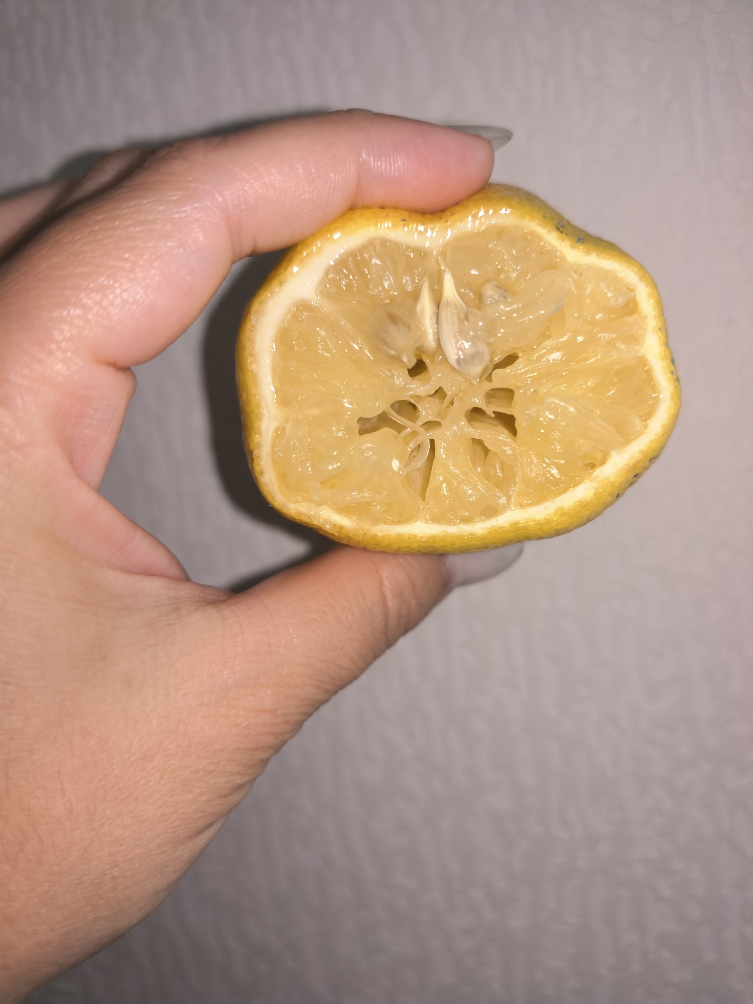 An eye-level shot captures a person's left hand holding a half-cut lemon against a light, textured background. The hand, with its fingers gently gripping the lemon, occupies the left side of the frame. The skin has visible lines and creases, and the fingernails are short with a light, possibly clear, polish.
The lemon half, vibrant yellow, is the central focus. Its internal structure is clearly visible, showing the individual segments and pulp. The pulp appears somewhat shriveled or squeezed, suggesting the lemon has been used. Several small, white seeds are present within the segments. The rind of the lemon is bright yellow with some faint green or greyish markings, and its texture appears slightly rough. The background is a soft, out-of-focus light grey or off-white wall, adding a neutral contrast to the bright citrus. The lighting is even and soft, likely artificial, highlighting the textures of both the hand and the lemon. No text is visible in the image.