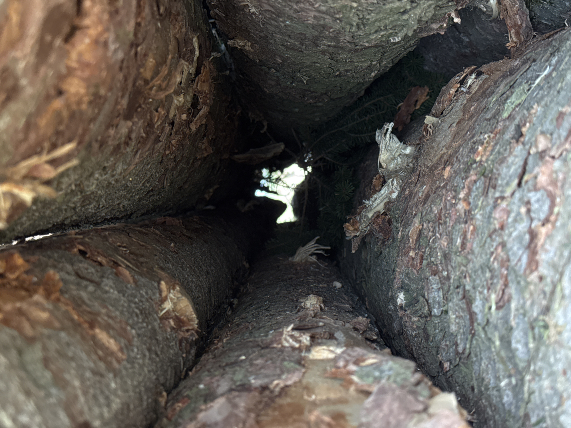 The image shows a close-up, low-angle view looking into a narrow gap between three large logs, likely from a forest or wooded area in Wettstetten, Germany. The texture of the bark is rough and varied, with shades of brown, gray, and hints of green. Inside the gap, dark green pine needles and branches are visible, suggesting the presence of coniferous trees. Light filters in from the far end of the gap, creating a bright, hazy spot. There are no people or discernible actions depicted in the image. The scene is natural and appears undisturbed.