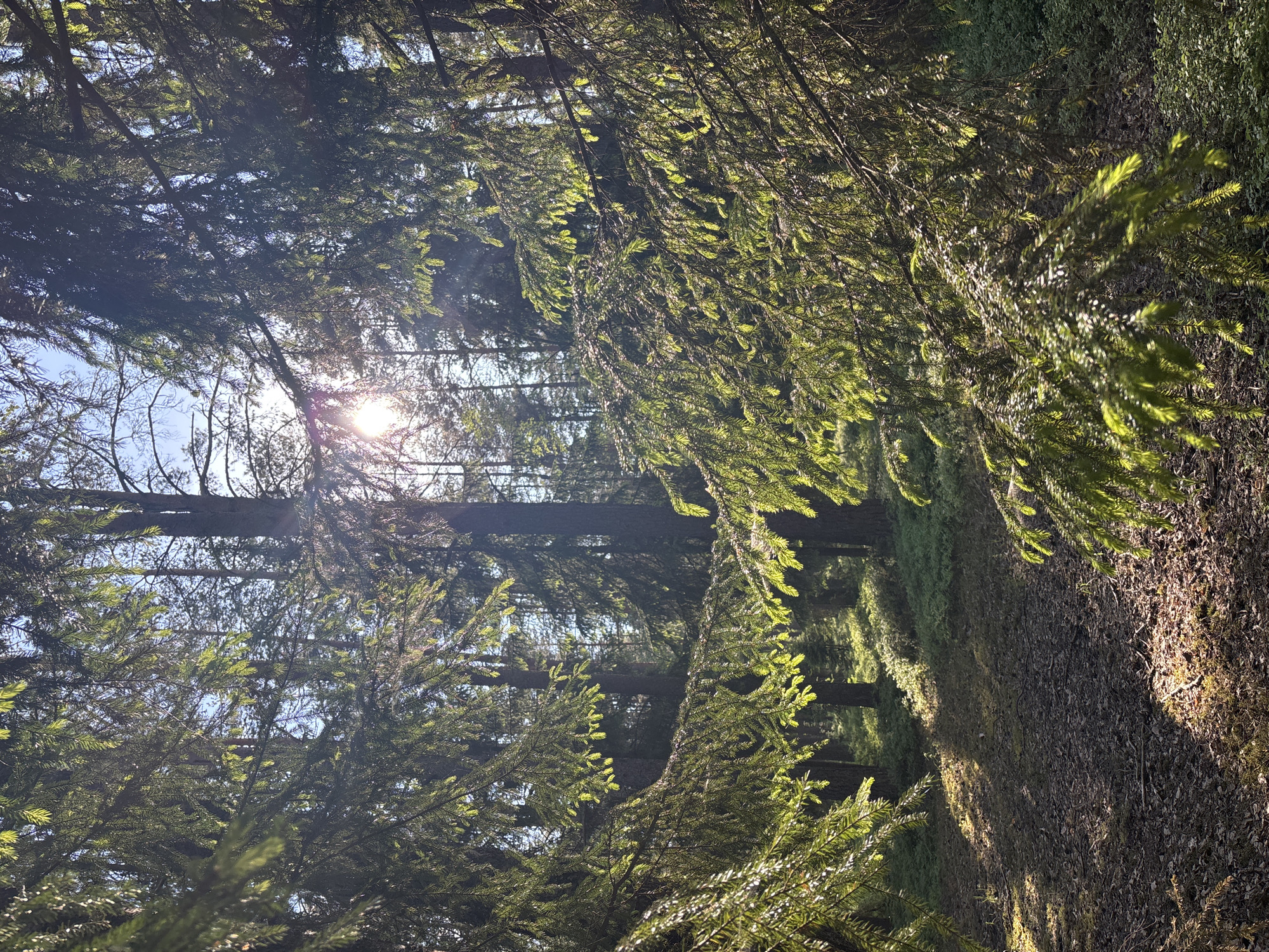 This image, captured in Komarovo, Russia, depicts a sun-drenched forest scene, seemingly taken from a low perspective looking up and across a path. Dense coniferous trees, likely firs or spruces, dominate the frame, with their needles illuminated by bright sunlight.
The sun, a brilliant starburst, is visible through a clearing in the upper left quadrant, casting long, distinct rays of light through the canopy. This strong backlighting creates a striking contrast between the sunlit needles, which appear a vibrant green, and the shadowed areas of the foliage, which are much darker.
To the right, a forest path or track is visible, covered in fallen leaves, pine needles, and patches of moss. Sunlight filters through the overhead branches, creating an intricate pattern of dappled light and shadow on the ground. The path appears to curve gently into the distance, bordered by more dense undergrowth and trees.
The sky, a clear blue, is intermittently visible through gaps in the tree canopy, especially towards the upper left where the sun is positioned. The overall impression is one of a peaceful and serene natural environment. The strong sunbeams and distinct shadows suggest it is either early morning or late afternoon. There is no discernible human activity or visible text in the image.