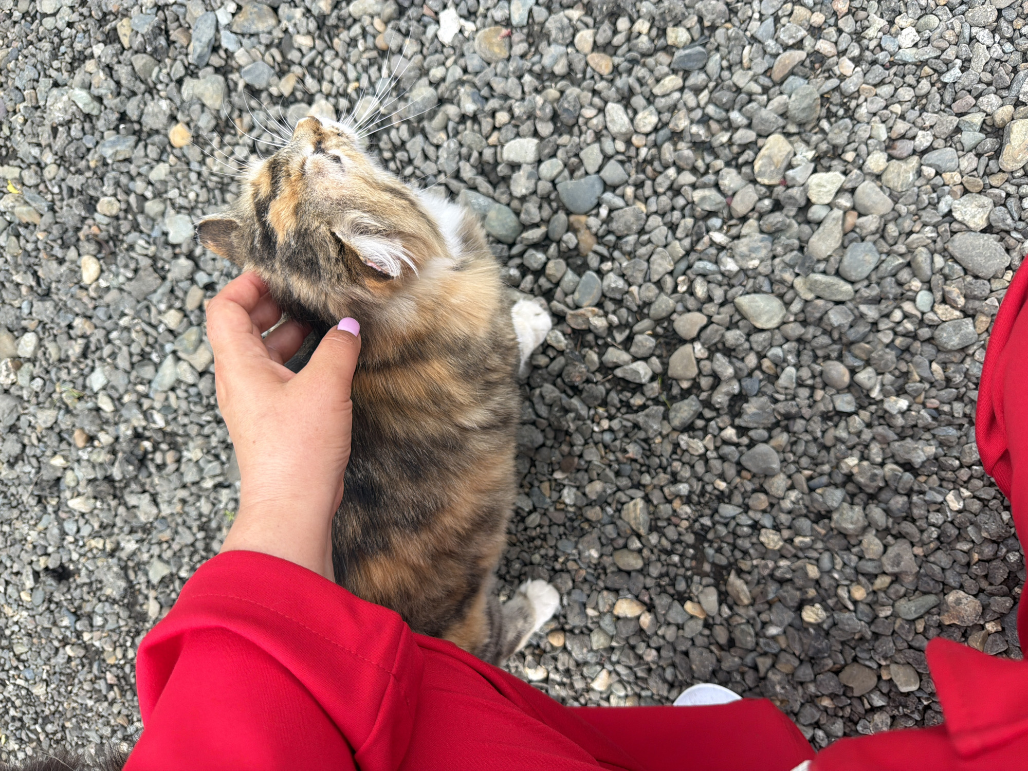 The image shows a person petting a cat on a gravel surface. The person's hand is visible on the cat's neck, and the person is wearing a red jacket. The cat is lying on its back. The gravel appears to be made up of small, gray stones. A portion of a white shoe is visible near the jacket. The location is likely Leningradskaya, Russia.