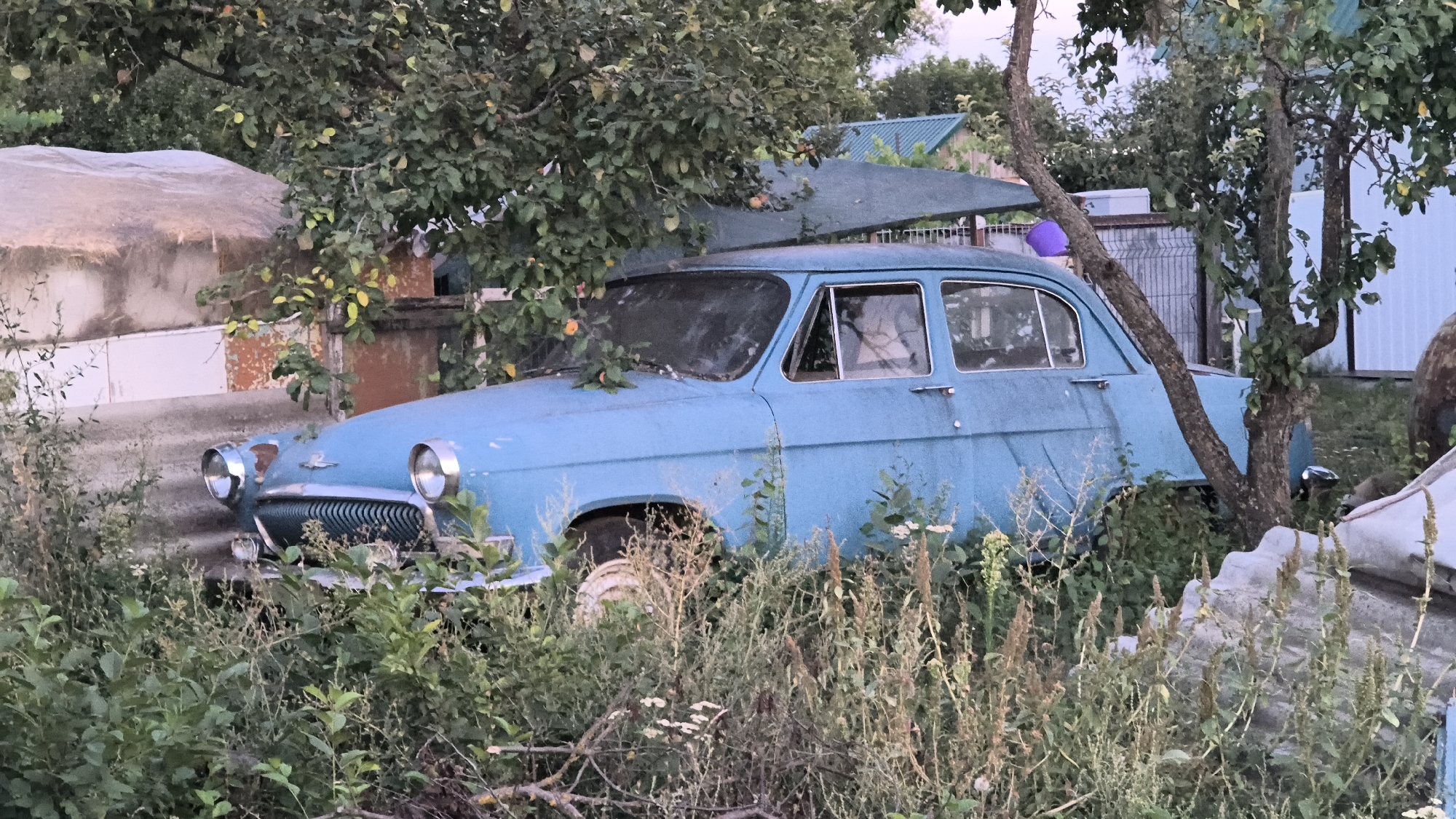 An old, light blue sedan is parked amidst overgrown vegetation. The car appears weathered and abandoned, with some rust visible. The scene is likely outdoors, in a rural or semi-rural setting, given the abundance of plants and the appearance of a fence and some structures in the background. There are no people visible in the image.