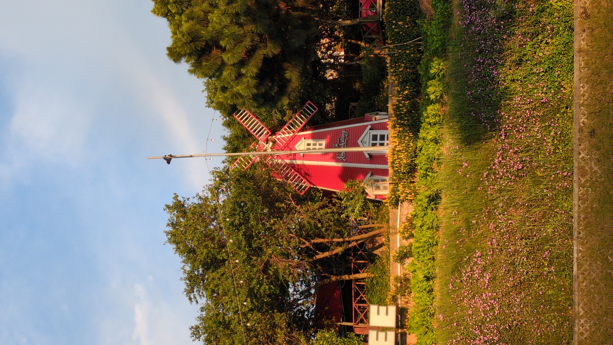 This is an eye-level, full shot of a bright red, white-trimmed Dutch-style windmill, likely a decorative element in a garden or park, located in Da Lat, Vietnam. The windmill stands prominently in the center of the frame, surrounded by lush greenery and blooming flowers. A light pole with hanging string lights stands to the left of the windmill.
The windmill's red paint is vibrant, contrasting with the white trim around its windows and the blades. The blades are extended and a light blue sky with scattered clouds forms the backdrop.
To the left of the windmill, a wooden structure with a red roof is partially visible, suggesting it might be a building or an extension of the windmill's design. In the foreground, a tiered landscape of vegetation is observed. The lowest tier features a dense carpet of small pink flowers, interspersed with tall green grass. Above this, a layer of green bushes is visible, followed by a row of bright yellow flowers that line the base of the windmill.
The overall environment suggests a well-maintained outdoor space, possibly a tourist attraction or a scenic spot in Da Lat, a city known for its French colonial architecture and natural beauty. The lighting indicates it is either early morning or late afternoon, given the warm, directional sunlight casting shadows and highlighting the textures of the vegetation. There are no people or animals visible in the image.