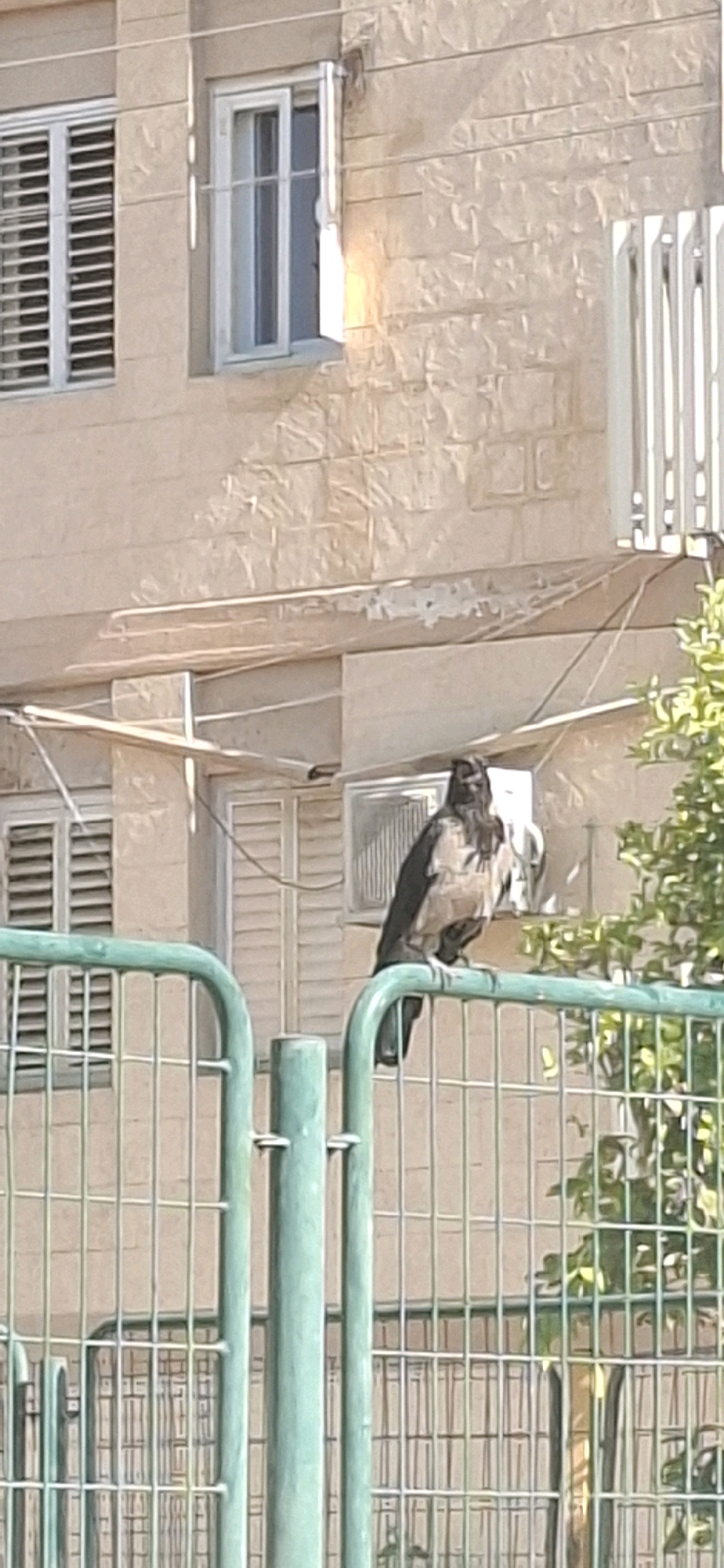 A hooded crow perches on a light green metal fence in front of a tan building with white-framed windows. The building has a textured facade. The crow is facing to the left, with its head slightly lowered. A small air conditioning unit is visible on the building wall behind the crow, and a tree with green leaves is to the right. The fence is made of vertical and horizontal bars, forming a grid. The scene appears to be in an urban or suburban setting.