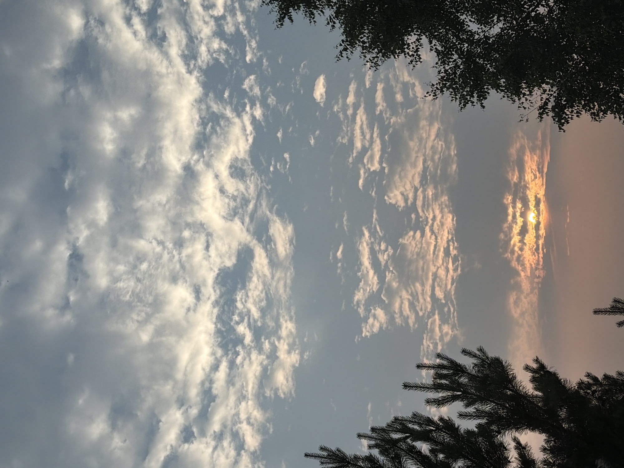 This is a vertical, full-shot photograph of a sky with clouds and silhouetted tree branches. The sky is a pale blue, transitioning to a hazy orange and pink on the right side of the image. The sun is visible in the right portion of the frame, partially obscured by clouds and casting a warm glow. Wispy, white clouds are scattered across the sky, with some appearing more dense and textured than others. The clouds on the left side of the image are whiter and more voluminous, while those on the right are tinged with the colors of the sunset.
Dark green to black silhouettes of tree branches frame the top and bottom right portions of the image. The branches have a feathery appearance, suggesting they are from coniferous trees like pine or fir. The overall scene evokes a sense of a tranquil evening or early morning. The lighting and cloud formations suggest it is either sunrise or sunset. There is no visible text in the image.
The scene is set outdoors, likely in a natural or semi-natural environment given the presence of trees. The location context provided is Leninsk-Kuznetskiy, Russia, which aligns with the visual cues of a temperate climate with coniferous trees. The mood conveyed is peaceful and serene.