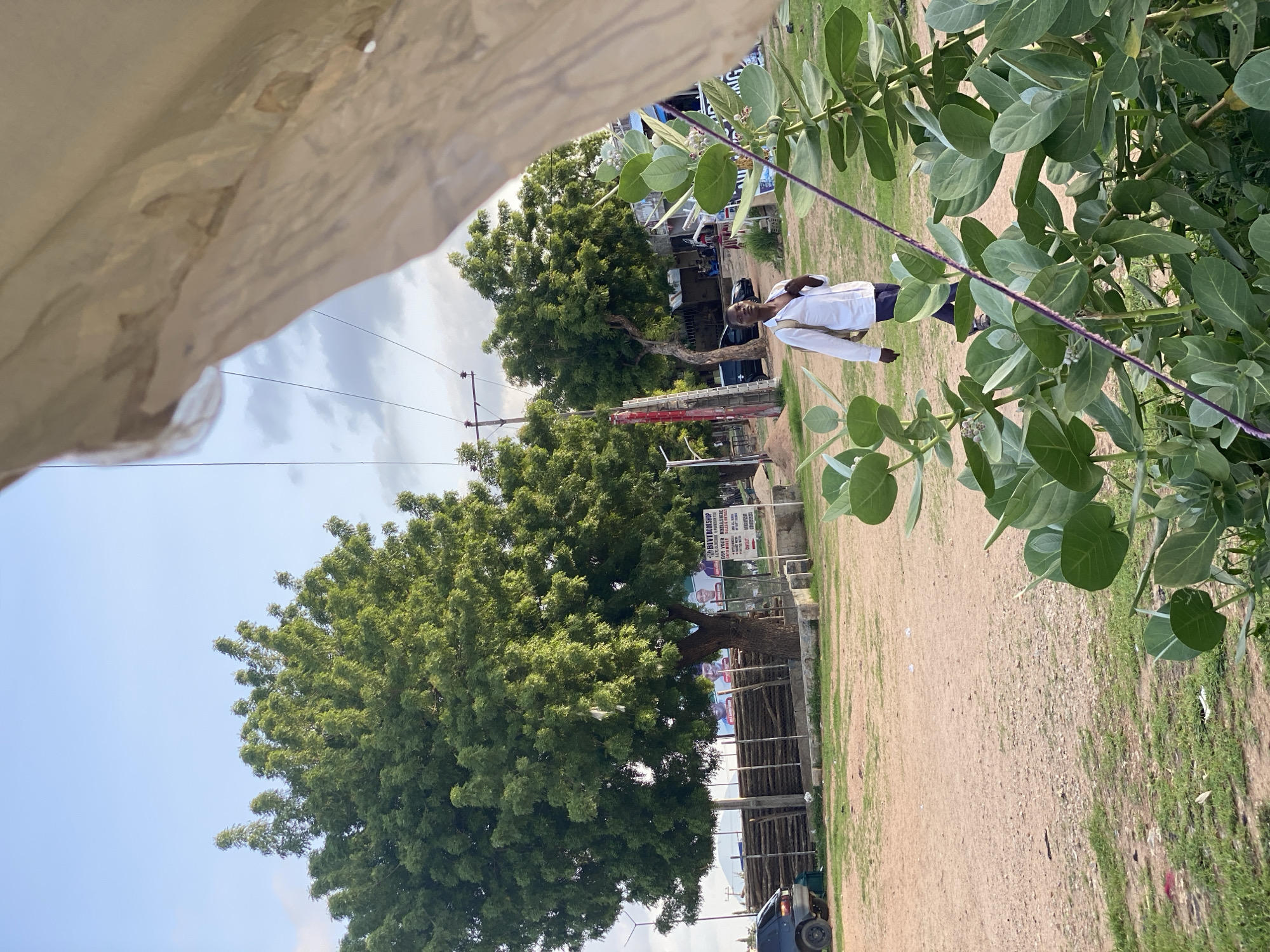 The image depicts a street scene in Jalingo, Nigeria, at an outdoor location. In the foreground, large green plants with broad leaves are prominent, partially obscuring the view. A person, appearing to be a young man wearing a white shirt and dark trousers, is walking from right to left in the middle ground. He has a backpack on his left shoulder. Behind him, several large, leafy trees dominate the landscape. In the background, a wooden fence or barrier is visible, with some structures and a billboard behind it. The billboard appears to advertise a bookshop with images of people and text. The ground is a mix of dirt and patches of grass. A dark-colored car is parked to the left of the frame, and another black car is visible further back. Utility poles and wires are present in the sky. The sky is partly cloudy, with a light blue hue. The overall impression is of a casual outdoor environment in a Nigerian city.
