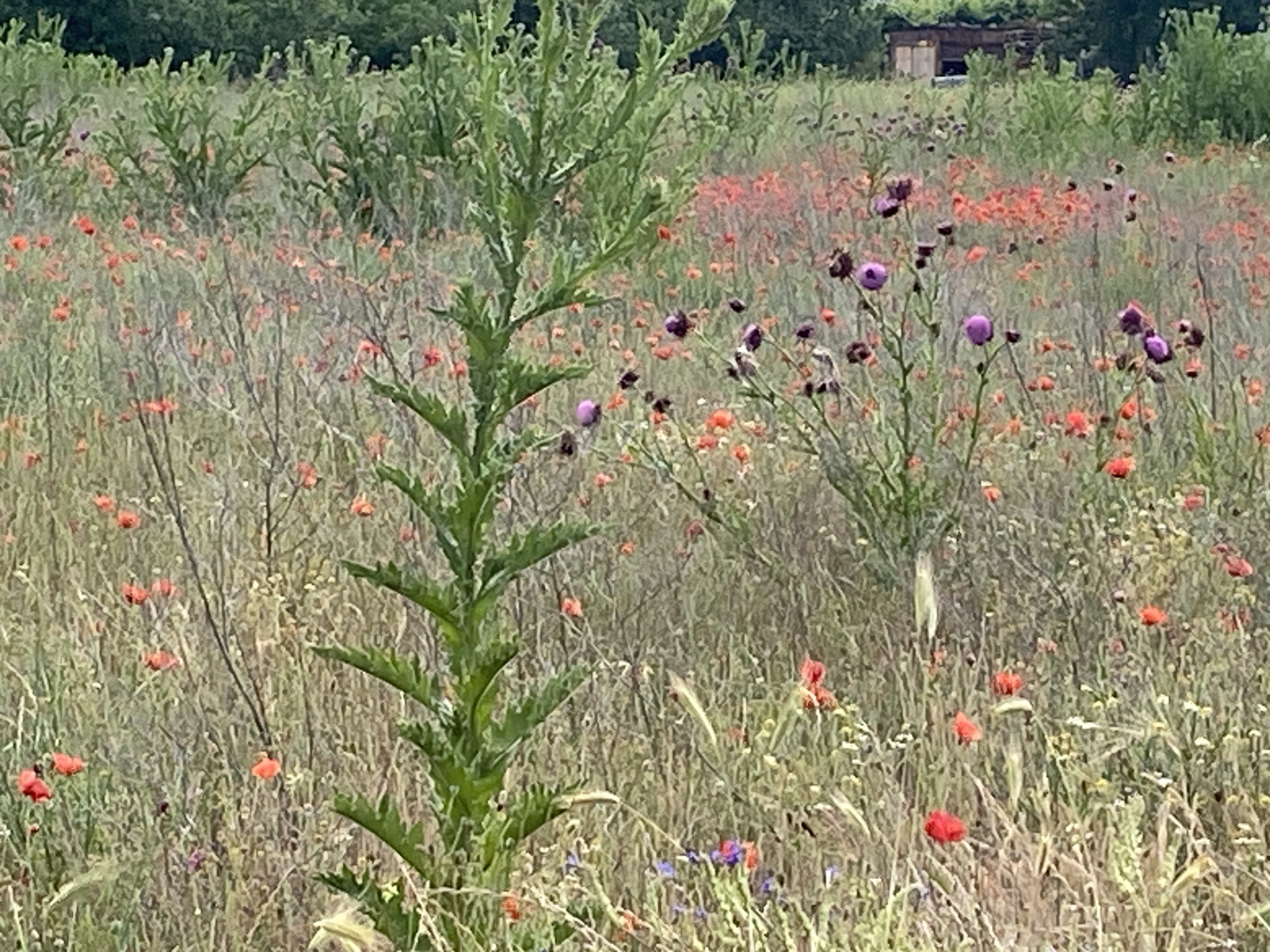 This image captures a vibrant wildflower field, likely in Belo Pole, Bulgaria, under bright daylight conditions. The scene is dominated by a dense array of wild flora, giving a natural and untamed appearance.
In the foreground, a tall, spiky green plant, possibly a type of thistle or mullein, stands prominently, its serrated leaves forming a distinct vertical element. The field itself is a tapestry of color, with numerous red and orange poppies scattered throughout, adding bright accents. Interspersed among the poppies are several purple thistle blossoms, particularly noticeable in the middle ground, along with other smaller, less distinct wildflowers in hues of blue, white, and yellow. The ground is covered with various grasses and other green and dried vegetation, indicating a flourishing ecosystem.
In the distant background, a line of lush green trees forms the horizon, and a small, rustic wooden structure, possibly a shed or a weathered building, is partially visible through the foliage on the upper right side. The overall atmosphere is one of natural serenity and abundance. There is no discernible activity or visible text in the image. The light suggests it's daytime, possibly late morning or early afternoon, with soft, diffused sunlight.