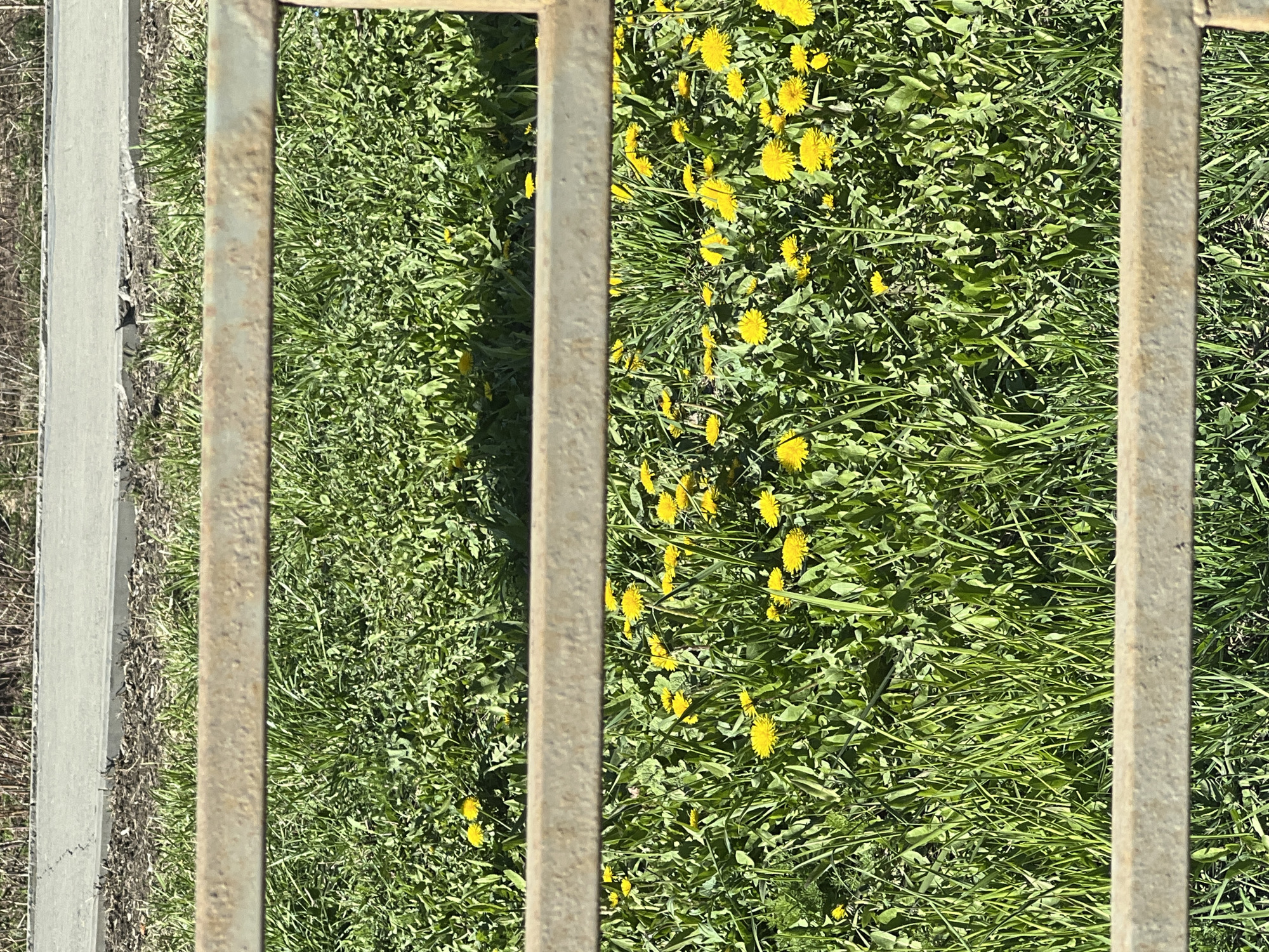 The image captures an outdoor scene in Izhevsk, Russia, looking downwards through the vertical bars of a metal fence or railing. Five evenly spaced, light-brown metal bars, showing signs of weathering and texture, are prominent in the foreground.
Beyond these bars, the main subject is a dense expanse of lush green grass liberally dotted with numerous vibrant yellow dandelion flowers, suggesting springtime or early summer. The dandelions are in full bloom, scattered throughout the grassy area.
To the far left of the image, running parallel to the metal bars, is a light grey concrete surface, likely a sidewalk or curb. Between this concrete path and the nearest metal bar, there is a narrow strip of drier, brownish vegetation or soil.
The scene is brightly lit by natural sunlight, indicating a clear day. No people or specific activities are visible. There is no discernible text within the image. The perspective offers a ground-level view of urban or semi-urban flora alongside man-made structures.