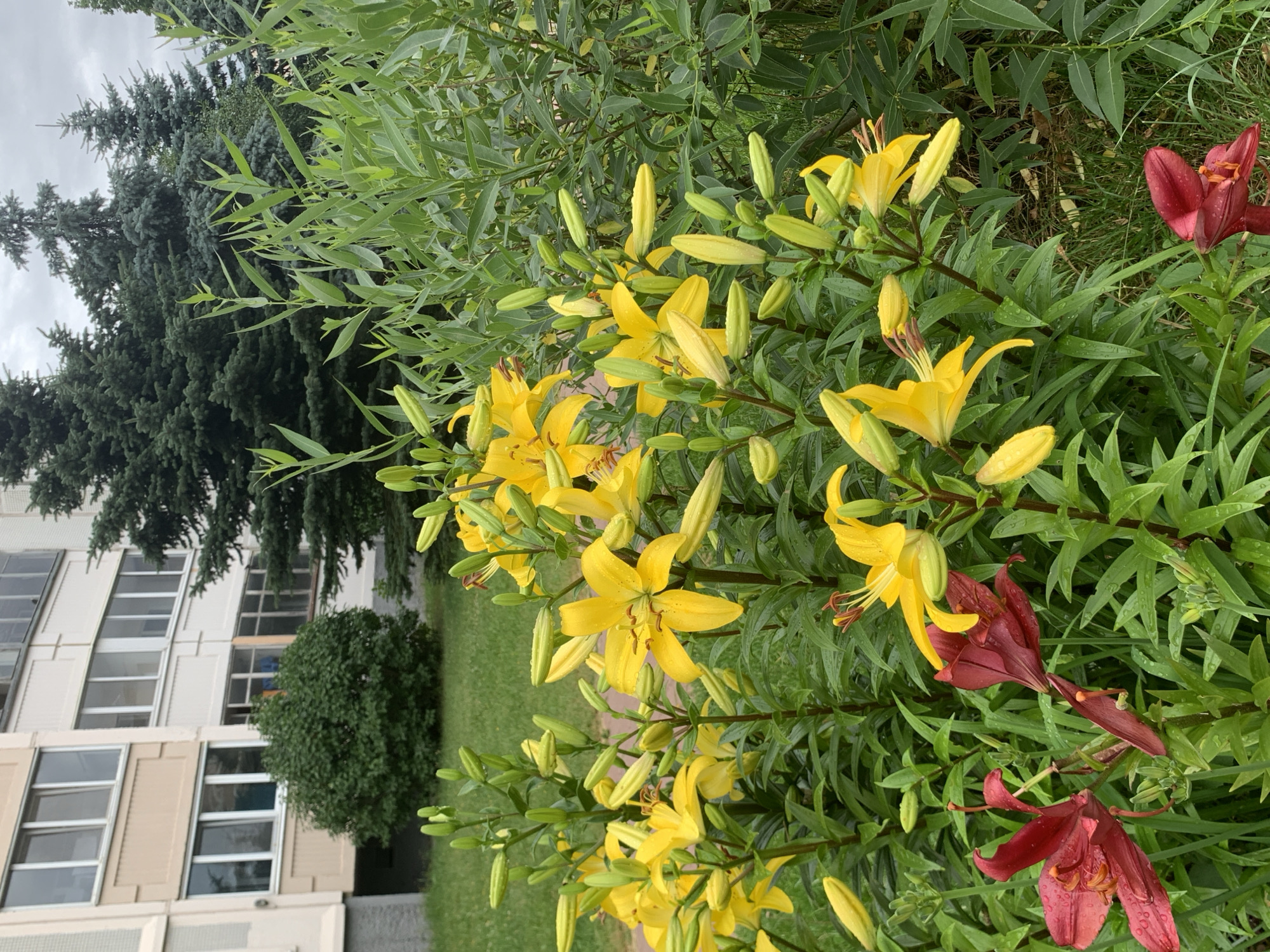 This is a medium-angle, eye-level outdoor photograph of a flowerbed with lilies in bloom, set against a backdrop of a residential building and evergreen trees. The scene appears to be in Minsk, Belarus, based on the architectural style of the building, which is typical of Soviet-era apartment blocks found throughout the city.
In the foreground, several lily plants are prominent. The majority are a vibrant yellow, with some also a deep red color. Many of the yellow lilies are in full bloom, displaying their characteristic six petals and prominent stamens. Numerous unopened buds are also visible on the stalks, indicating ongoing blooming. The red lilies are fewer in number and appear to be slightly past their prime in some instances. Water droplets are visible on the petals and leaves, suggesting recent rainfall or dew. The plants are lush and green, with broad, lance-shaped leaves.
Behind the flowerbed, a portion of a beige and white apartment building is visible. It has multiple windows, some of which are visible through the foliage, and balconies on the upper floors. A large, dense green bush is situated in front of the building, partially obscuring its base.
In the background, several tall, dark green evergreen trees, likely spruce or fir, rise above the building. Their dense foliage creates a stark contrast to the lighter colors of the building and flowers. The sky is overcast with a muted, grey tone.
The overall impression is one of a well-maintained urban green space, likely part of a communal yard or park area adjacent to residential housing. No people are present in the image. The lighting is diffused, consistent with an overcast day.