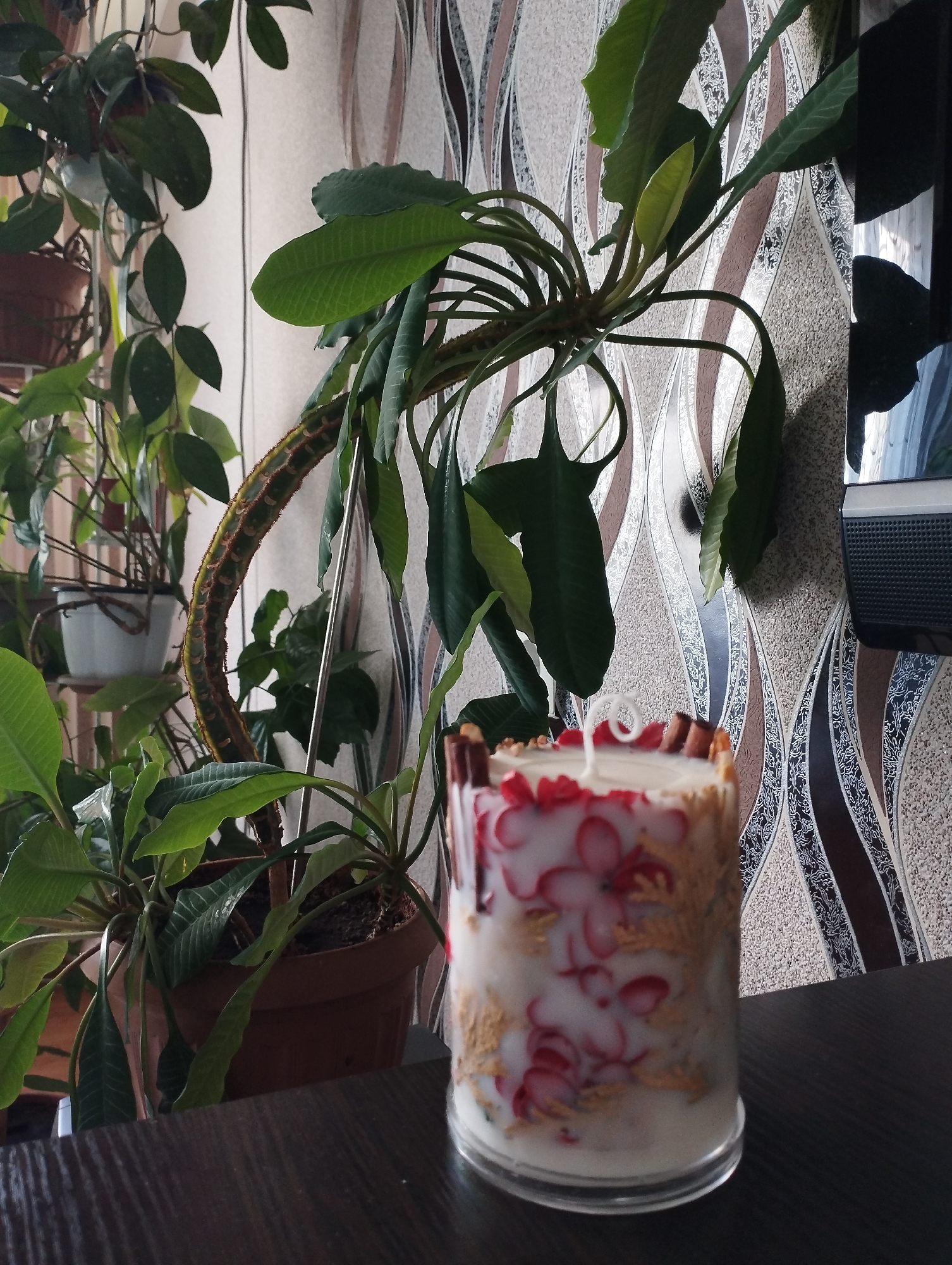 An indoor scene captures a close-up of a decorative candle in a glass jar. The candle is filled with a white wax, interspersed with what appear to be dried red flower petals and golden-brown plant material. Several pieces of chocolate-covered wafer stick out from the top edge of the jar, and a white wick is visible at the center. The candle is placed on a dark wooden surface, possibly a table.
In the background, several potted plants are visible, with lush green leaves and brown stems. One plant, with a distinctly curved, thick stem, arches prominently. The wall behind the plants is decorated with a textured wallpaper featuring an abstract pattern of beige, brown, and white wavy lines. To the far right, a portion of a dark electronic device, possibly a television or speaker, is visible against the wallpaper.
The image provides no specific indicators of its location in Pavlodar, Kazakhstan.