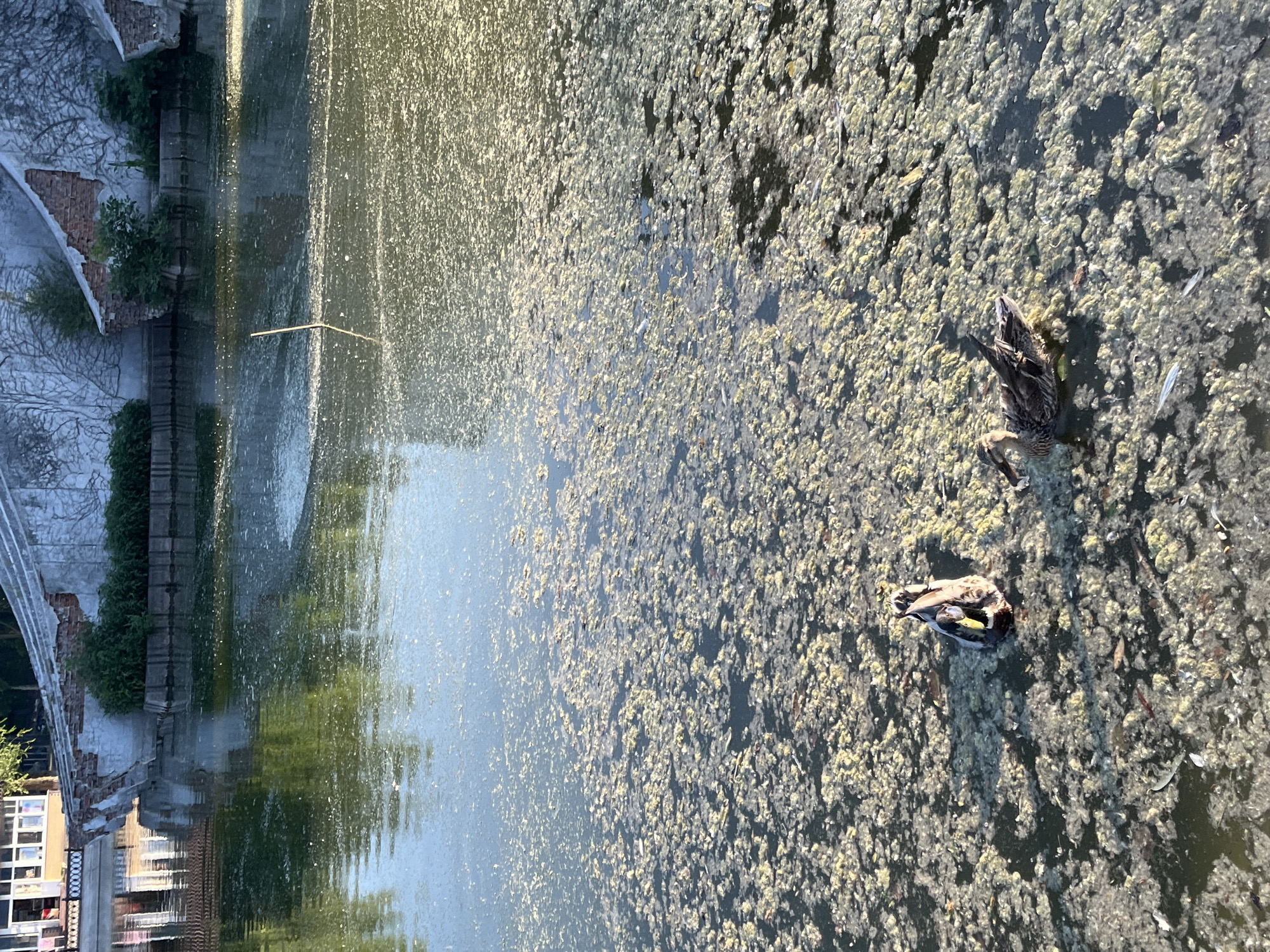 The image depicts a scene in Dnipro, Ukraine. Two ducks are swimming in a body of water covered with a thick layer of algae and debris. The water is murky and greenish-brown, with patches of lighter green algae floating on the surface. In the background, a stone wall with some vegetation growing on it is visible. To the left, a building with windows and a tiled roof can be seen. The lighting suggests it is either early morning or late afternoon, with the sun casting reflections on the water.