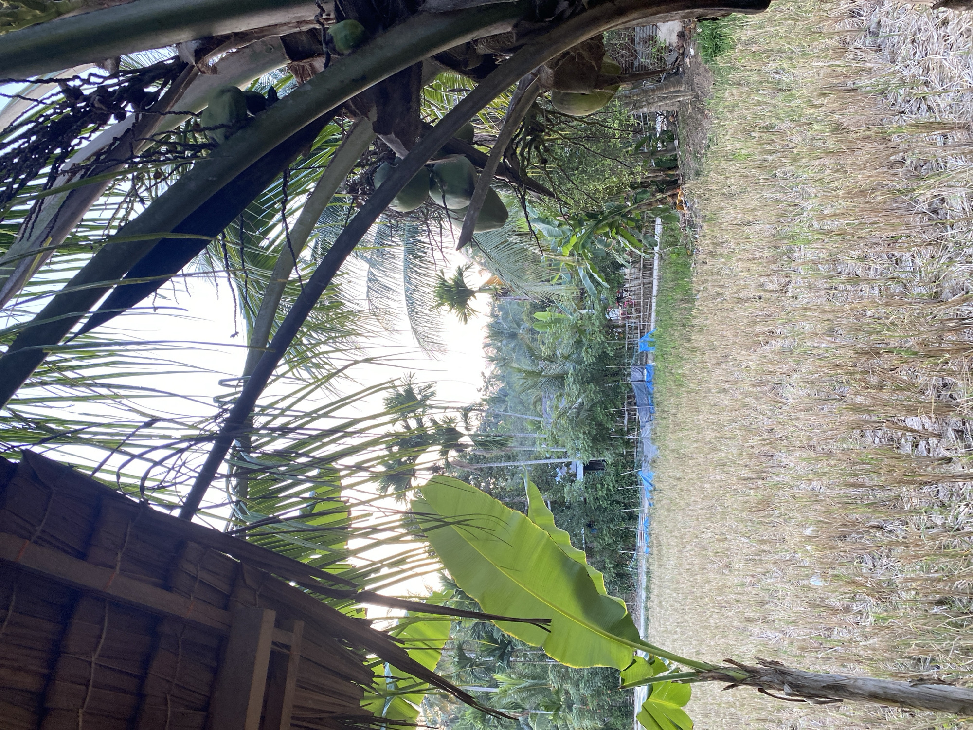 The image shows a view in Gampongaceh, Indonesia, looking out over a harvested rice paddy field. A thatched roof structure is visible in the lower left corner. Coconut palm trees with coconuts and banana trees frame the view. The rice field has been harvested, leaving stubble. In the distance, there are more trees, including palms, and blue tarps are visible. The sky appears bright, suggesting it is either early morning or late afternoon.