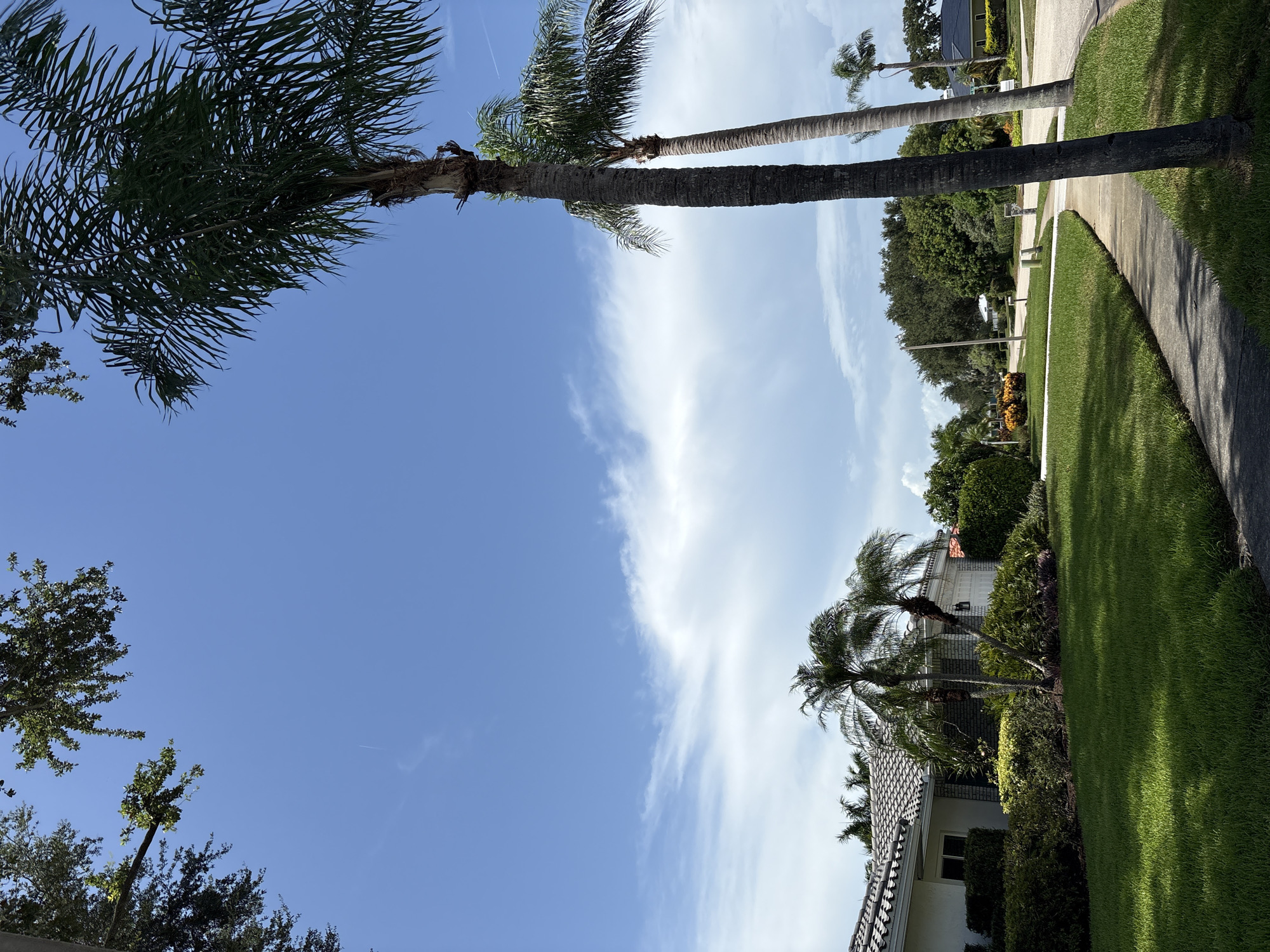 The image shows a residential street lined with palm trees and manicured lawns. The sky is a clear blue with some wispy white clouds. The sun appears to be high in the sky, suggesting it is daytime. The scene is peaceful and suburban, with houses visible in the background, characterized by their tiled roofs and well-maintained landscaping.
The composition is dominated by the tall, slender trunks of several palm trees that arch over the frame, their fronds creating a canopy of green against the blue sky. A paved sidewalk runs along the right side of the image, bordering a vibrant green lawn. Further down the street, other houses and more palm trees are visible, hinting at a tropical or subtropical climate. There is no visible text in the image. The overall impression is one of a sunny, pleasant day in a well-kept neighborhood, likely in a warm climate.