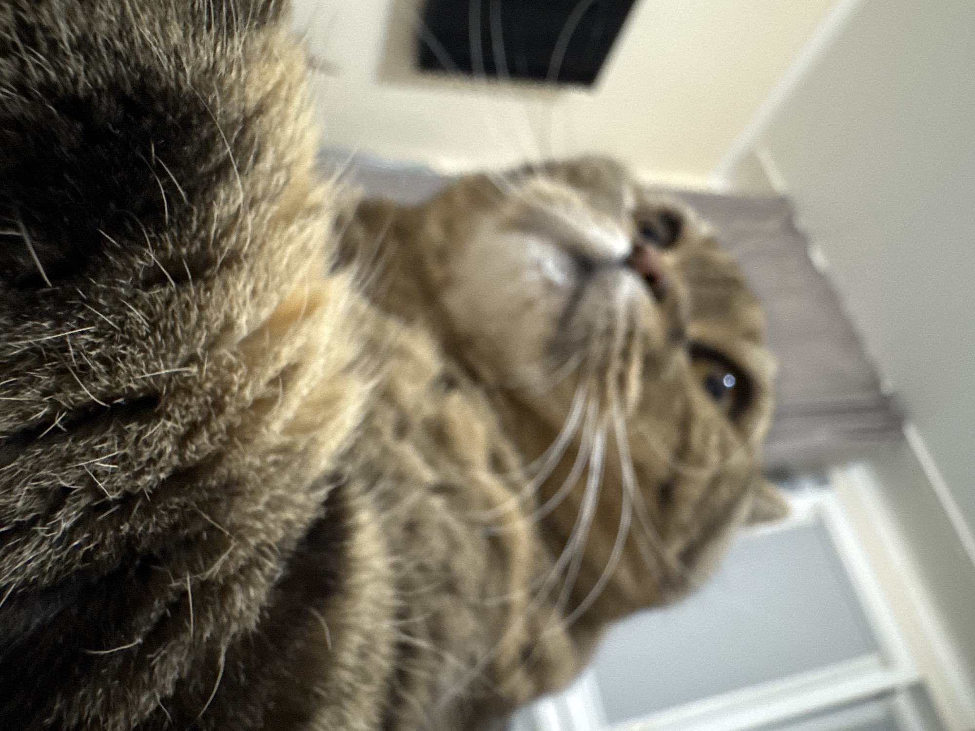 The image shows a close-up, low-angle view of a tabby cat's face and chest. The cat's fur is predominantly brown and black with some lighter tan markings. Its eyes are open and appear to be looking slightly upwards. The background is out of focus and appears to be an indoor domestic setting, possibly a bedroom, with a wall, curtains, and a window visible. There are no discernible features that would indicate the location within the city of Mikhaylovsk, Russia. The image is a portrait of a cat.