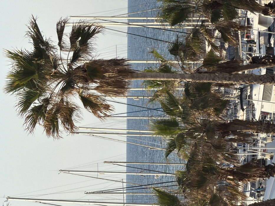 The image displays a coastal scene at the Tel Aviv Marina in Tel Aviv, Israel. The foreground is dominated by multiple palm trees, with one tall, central palm tree featuring a mix of green and dry fronds. Below and behind these trees, numerous sailboats and yachts are docked in the marina, their white masts forming a dense, vertical array. The deep blue, rippled waters of the Mediterranean Sea are visible in the mid-background, extending to the horizon under a clear, light blue sky. No individuals, discernible actions, or interactions are visible within the frame.