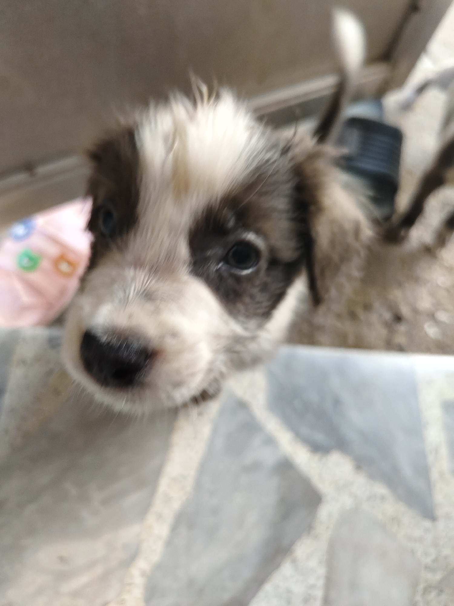 A puppy with brown and white markings is visible in the foreground of this image. The puppy's face is the primary focus, with its dark eyes and wet black nose clearly discernible despite the image's blurriness. The puppy appears to be peering over the edge of a light-colored surface, possibly a container or ledge, which has a grey and white patterned texture. In the background, to the left, a pink object with colorful circular patterns is out of focus. To the right of the puppy's head, a dark cylindrical object is partially visible. The overall environment suggests an outdoor setting, potentially a residential area or a place where animals are kept, with muted lighting and a generally soft focus. There is no specific information within the image to pinpoint its location in Davao City, Philippines.