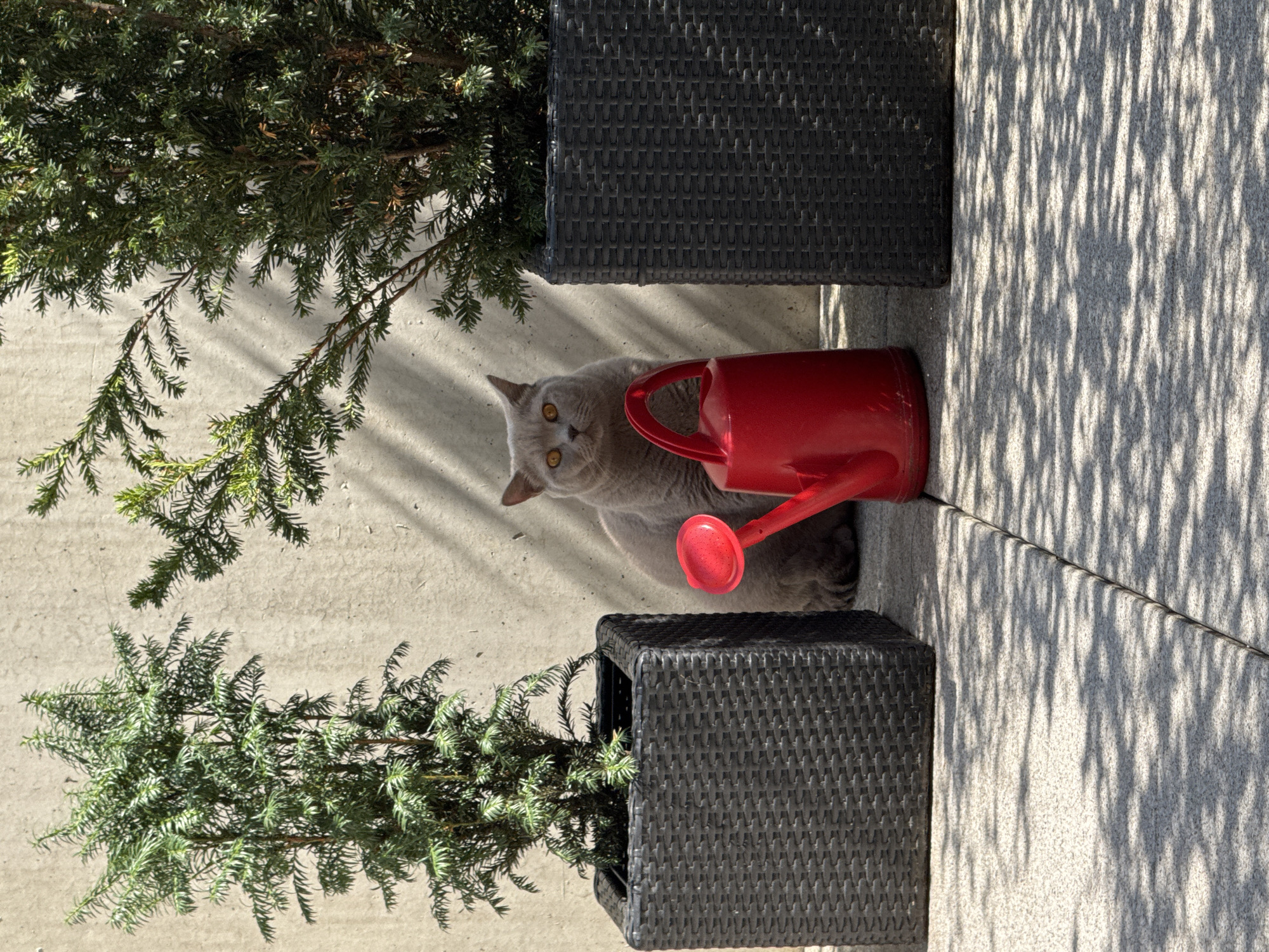 A medium shot captures a grey cat with bright orange eyes sitting between two dark grey wicker planters, each containing a green coniferous shrub. In front of the cat and slightly to its right is a bright red watering can. The scene appears to be outdoors, on a light-colored tiled or paved surface, with distinct shadows from nearby foliage cast across the ground and the light-colored concrete wall behind the subjects. The lighting suggests a sunny day. The location is specified as Buchs (SG), Switzerland.