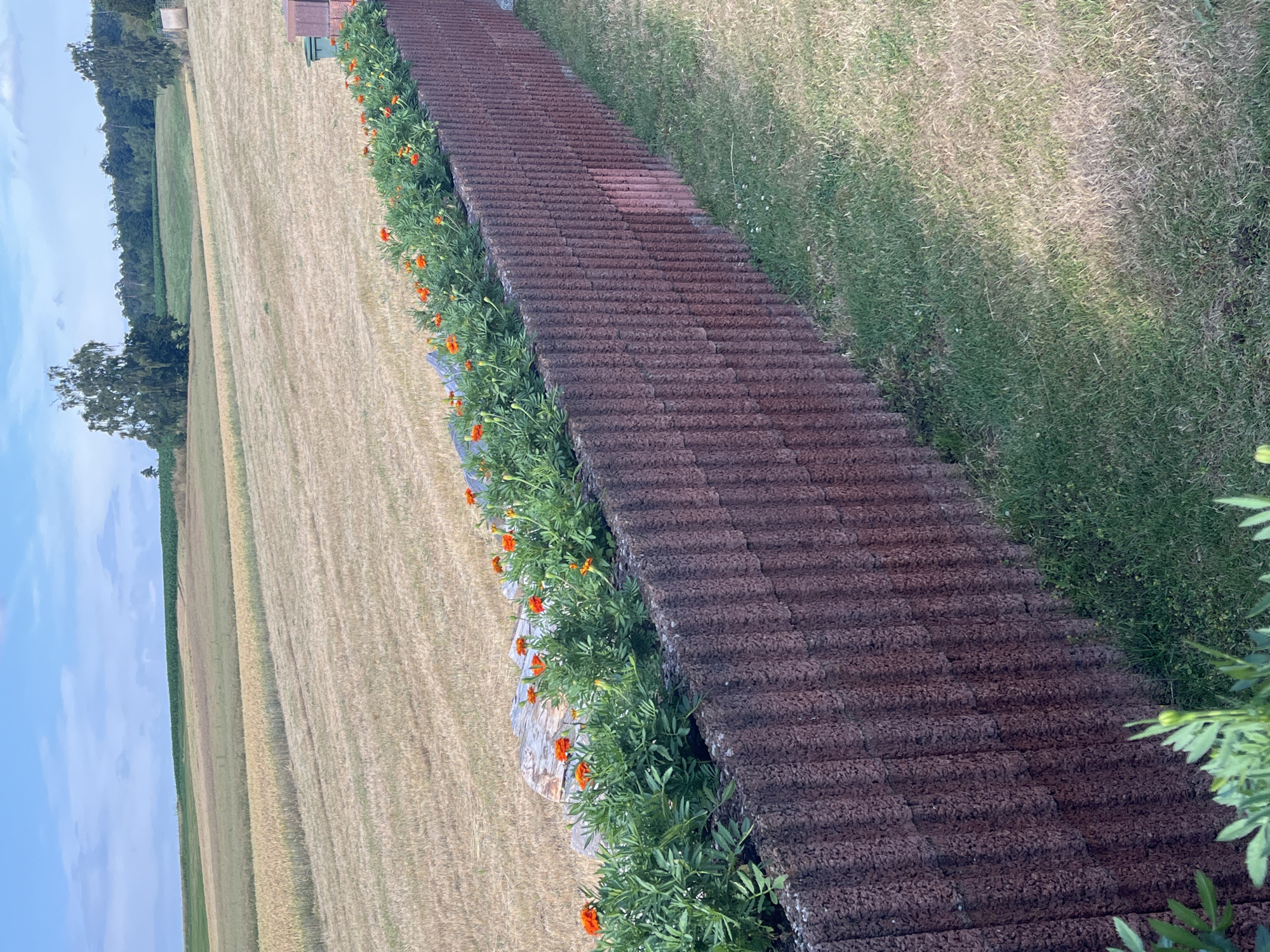 This media file captures an outdoor scene, likely in Neustadt, Germany, characterized by a long, dark brown, textured pathway or roof that dominates the right side of the frame. The pathway is composed of rows of rectangular tiles, suggesting it is man-made and possibly a pathway or perhaps the roof of a long structure.
To the left of the pathway, a vibrant border of green foliage with bright orange flowers, possibly marigolds, runs along its edge. These flowers provide a striking contrast to the dark pathway and the surrounding landscape.
Beyond the flower border, a field of dry, golden-brown grass stretches out. This field appears to be either harvested or naturally dried, indicative of a rural or agricultural setting. Further in the background, a strip of green trees forms a line, and beyond that, a hazy blue sky with scattered clouds suggests it is daytime.
The perspective is a high-angle shot, looking down and across the scene. The light appears diffused, and the shadows are not harsh, hinting at either an overcast day or possibly late afternoon light. No people are visible in the frame. The overall impression is one of natural beauty and ordered landscaping in a rural environment. No visible text is present.