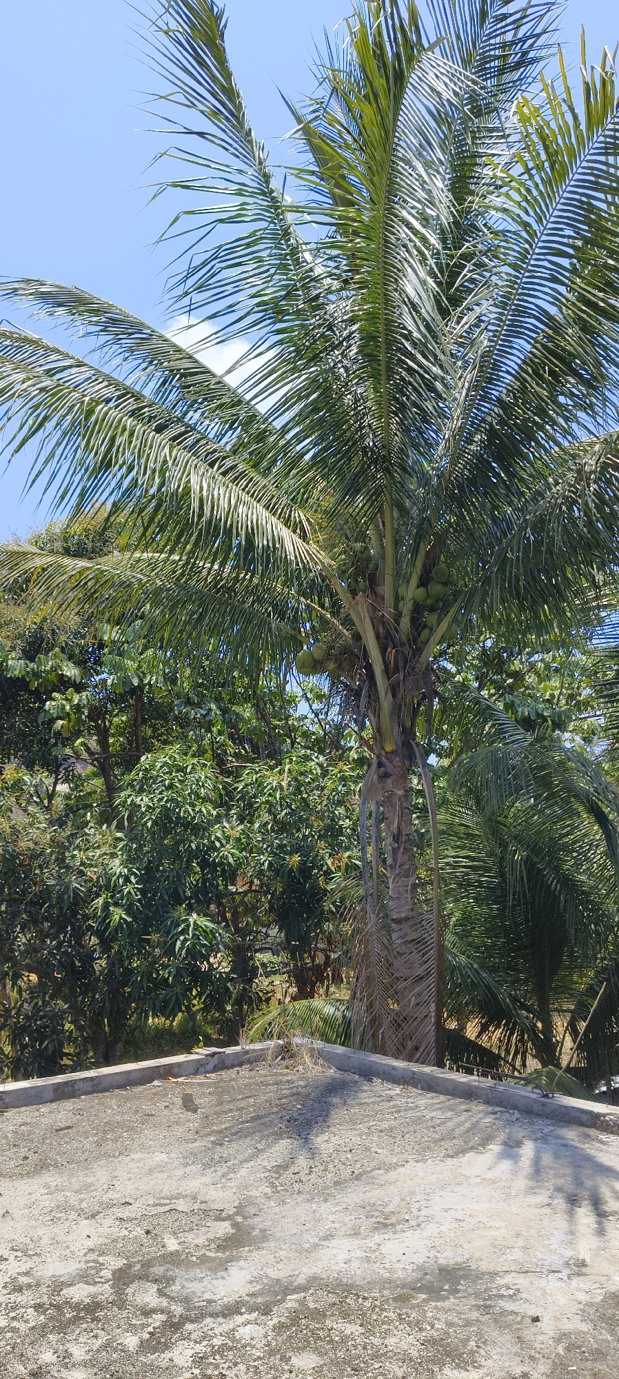 A coconut palm tree stands tall against a bright blue sky, its fronds extending outwards. In the background, a dense collection of green trees creates a lush canopy. In the foreground, a concrete surface with a weathered, textured finish is visible, casting dappled shadows from the palm tree above. This scene appears to be on a rooftop or elevated platform overlooking a tropical landscape in or around Waisai, Indonesia.