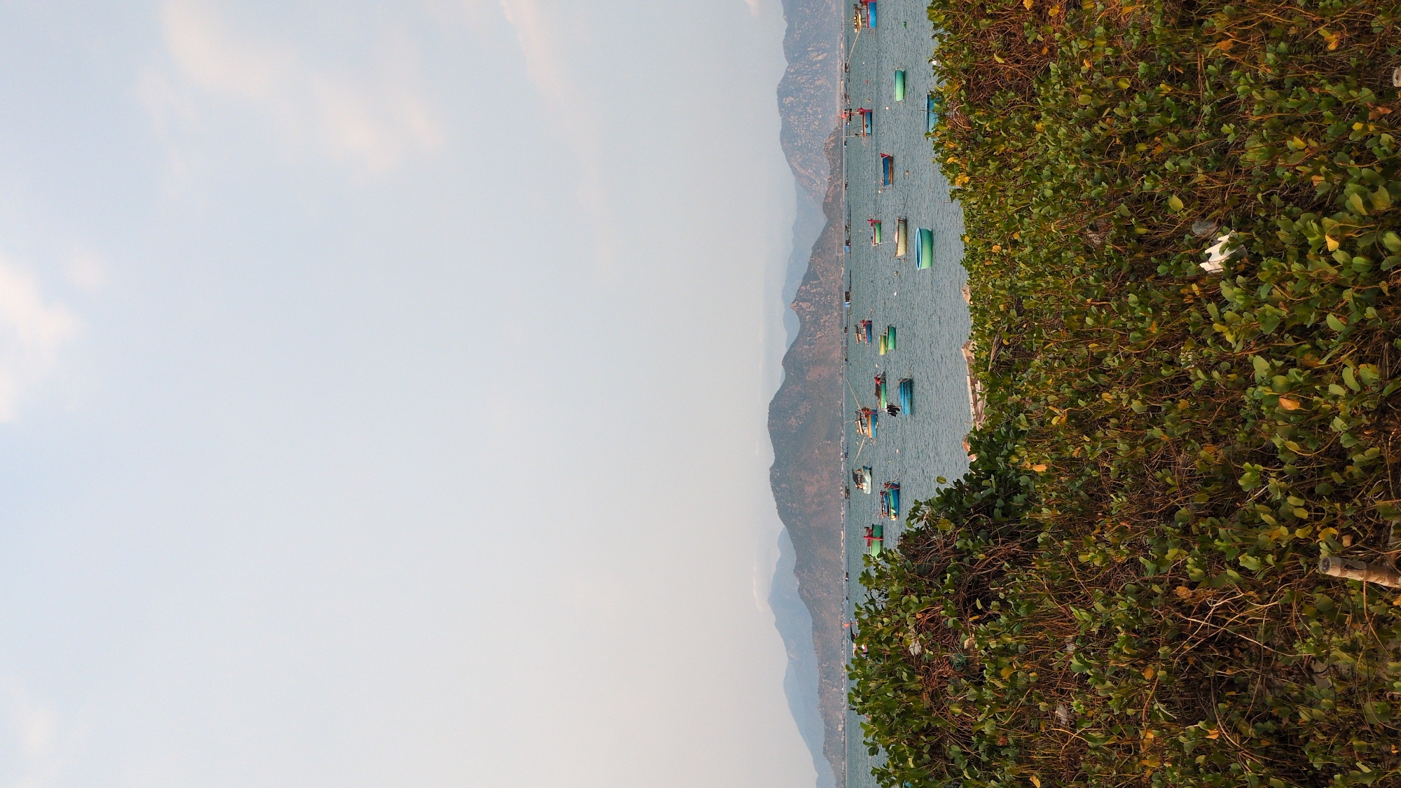 The image shows a coastal scene in Phan Rang – Tháp Chàm, Vietnam. On the right side of the frame, dense green foliage and vines are present. The sea occupies the central portion of the image, where numerous small, colorful fishing boats are scattered. In the background, a mountain range stretches along the coastline. The sky is a pale blue with hazy conditions.