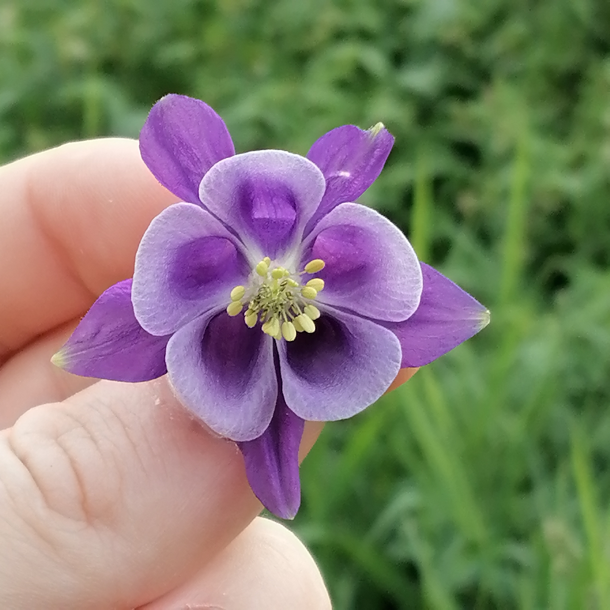 A close-up, eye-level shot shows a person holding a single purple and light purple columbine flower in their hand, with a blurred green background of grass and foliage. The flower is in focus, revealing its intricate petal structure and yellow stamen. The hand, with visible lines and texture, is supporting the flower from underneath. The background suggests an outdoor natural setting, possibly a garden or meadow, consistent with a location in Trubacheyevka, Russia.