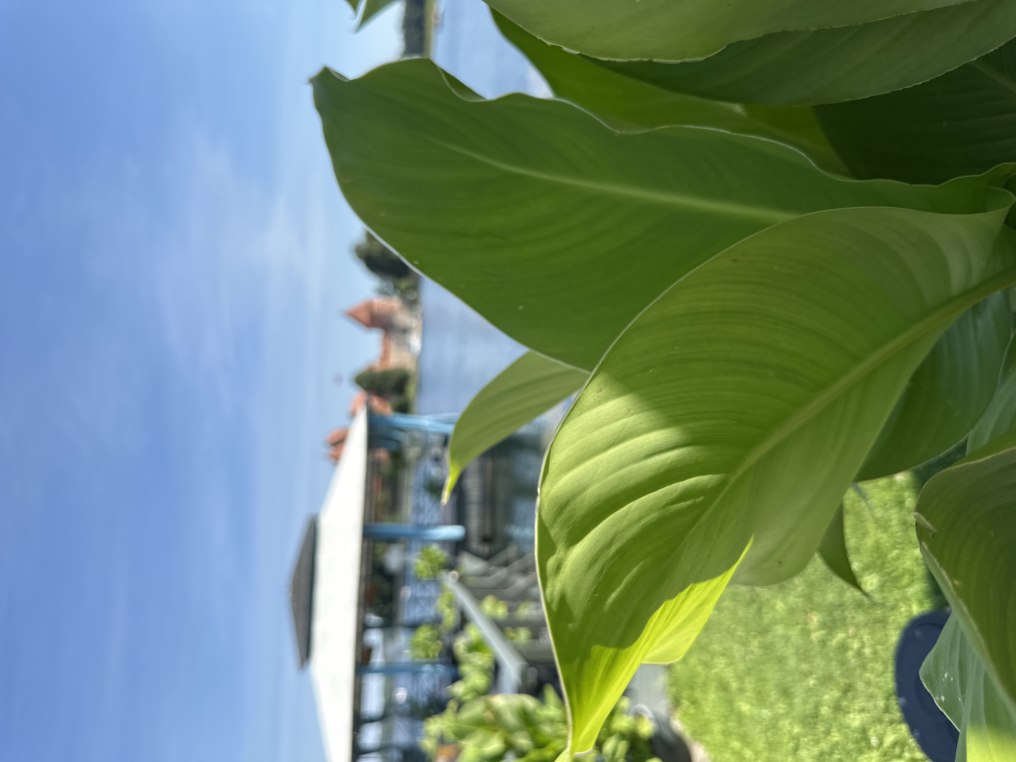 This is a close-up, low-angle, outdoor photograph of large, bright green leaves in the foreground, obscuring the background. Beyond the leaves, a body of water is visible under a clear blue sky with a few wispy clouds. On the far side of the water, a red-roofed castle with towers, characteristic of Trakai Island Castle, is discernible. In the mid-ground, closer to the viewer, a white gazebo with a blue-painted railing structure sits on a pier extending into the water. The area around the gazebo and along the water's edge appears to be a grassy park with some potted plants. The lighting suggests it is daytime, likely late morning or early afternoon.