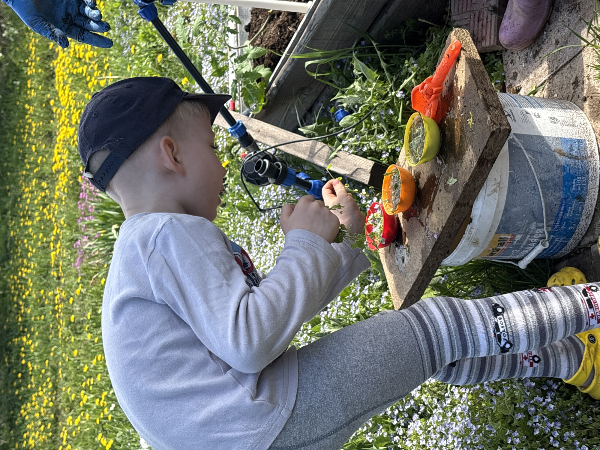A young child wearing a long-sleeved grey shirt, grey leggings, striped socks with vehicle motifs, and yellow clogs is seated outdoors among ground cover with yellow and purple flowering plants. The child, wearing a black baseball cap, is holding green plant material in both hands. To the right of the child is a makeshift workstation composed of a paint bucket with a square wooden board on top. On the board are several halved citrus fruits, orange, and red plastic objects. An irrigation system with blue connectors is partially visible behind the child, along with the edge of a raised garden bed. A person wearing a blue glove is visible in the upper left corner of the frame. Another person wearing purple rainboots is present to the right of the child's workstation. The scene is outdoors in a garden-like setting. There are no indications that it is in the city of Rosstani, Russia.