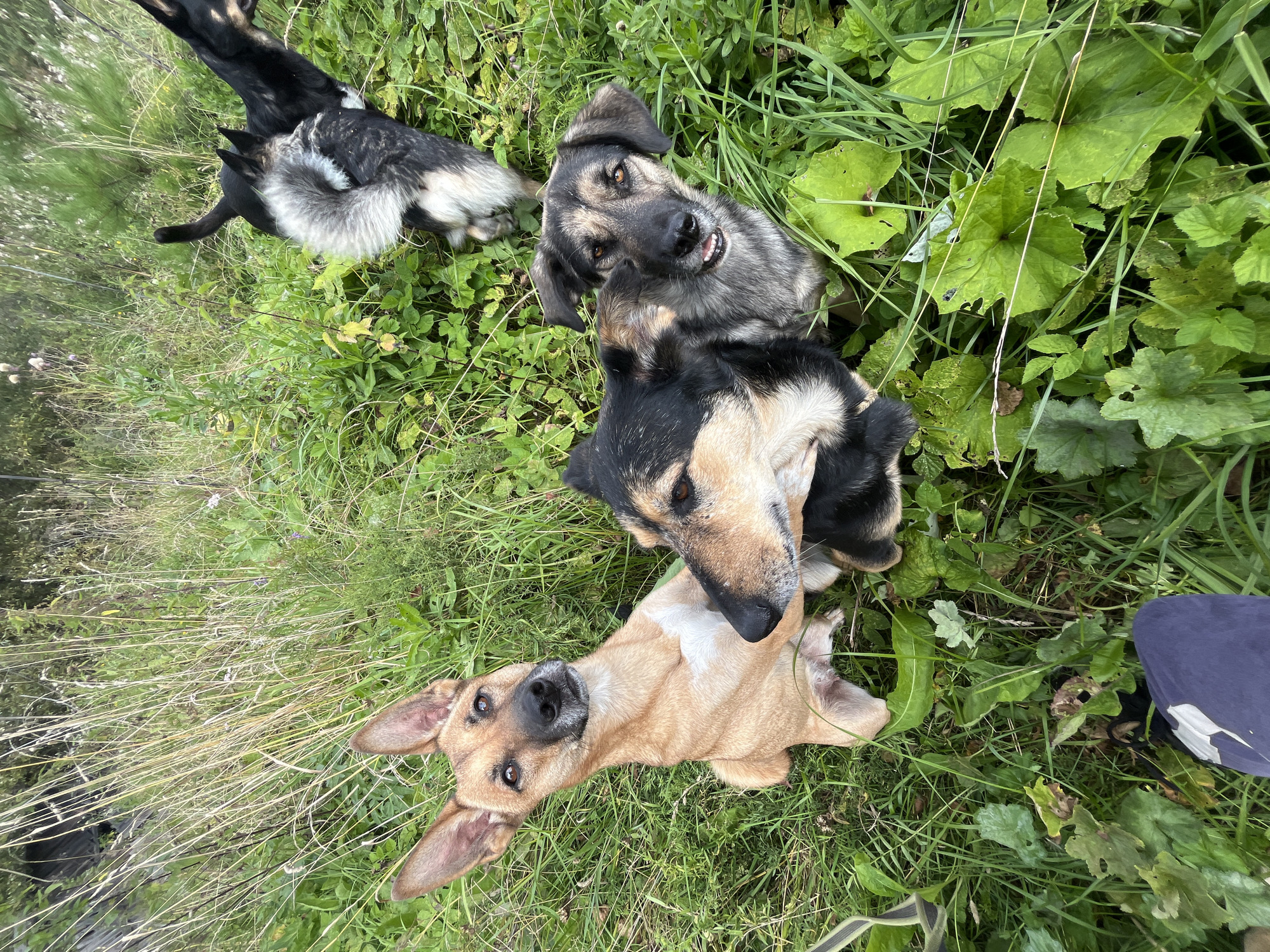 Four dogs are on a grassy embankment. A light brown dog with large ears is in the foreground, looking up and to the left. To its right, a dark and tan dog is partially obscured, with its head turned towards the viewer. Behind these two dogs, another dark and tan dog is looking towards the viewer with its mouth slightly open. In the upper right quadrant, a dog with black, gray, and tan fur is facing away from the viewer, with its tail raised. The environment consists of tall green grass, some dry stalks, and green leafy plants. There are no visible buildings or landmarks to indicate a specific location within Nizhny Tagil, Russia.
