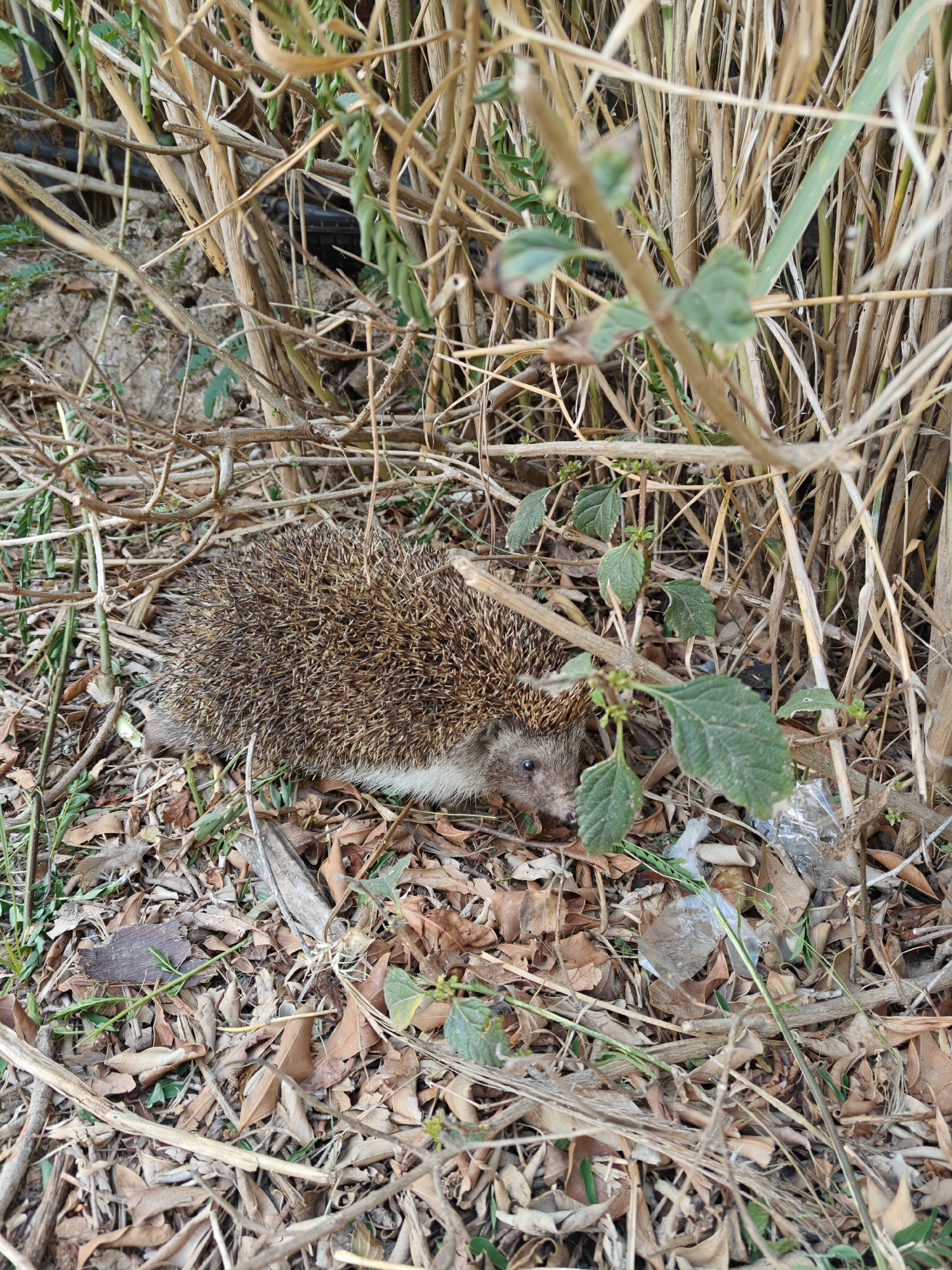 This is a medium-shot, eye-level, vertical photograph of a hedgehog in its natural habitat. The hedgehog is the central subject, positioned on the left side of the frame, facing right. Its body is covered in dark brown and lighter brown spines, with a patch of white fur visible on its underside. Its small, dark eye is visible, peering out from behind its spines.
The hedgehog is nestled amongst a dense collection of dry, brown vegetation, including fallen leaves, twigs, and tall, straw-like stalks. Some green leaves and stems are interspersed throughout the undergrowth, adding touches of color. The ground is covered in a thick layer of dried leaves and debris. In the background, there is a hint of a dark object, possibly a pipe or some form of human-made debris, partially obscured by the vegetation. Some crumpled plastic is also visible in the lower right corner of the image, suggesting litter in the environment.
The lighting suggests it could be daytime, with the shadows not being particularly harsh. The overall impression is one of a natural, somewhat wild or neglected environment. The hedgehog appears camouflaged within its surroundings, highlighting its survival instincts. The scene is likely a terrestrial environment, possibly a garden edge, a neglected patch of land, or a natural area near human habitation. The location context of Antalya, Turkey, suggests a Mediterranean climate, which would be consistent with the dry vegetation seen in the image. There is no visible text in the image.
