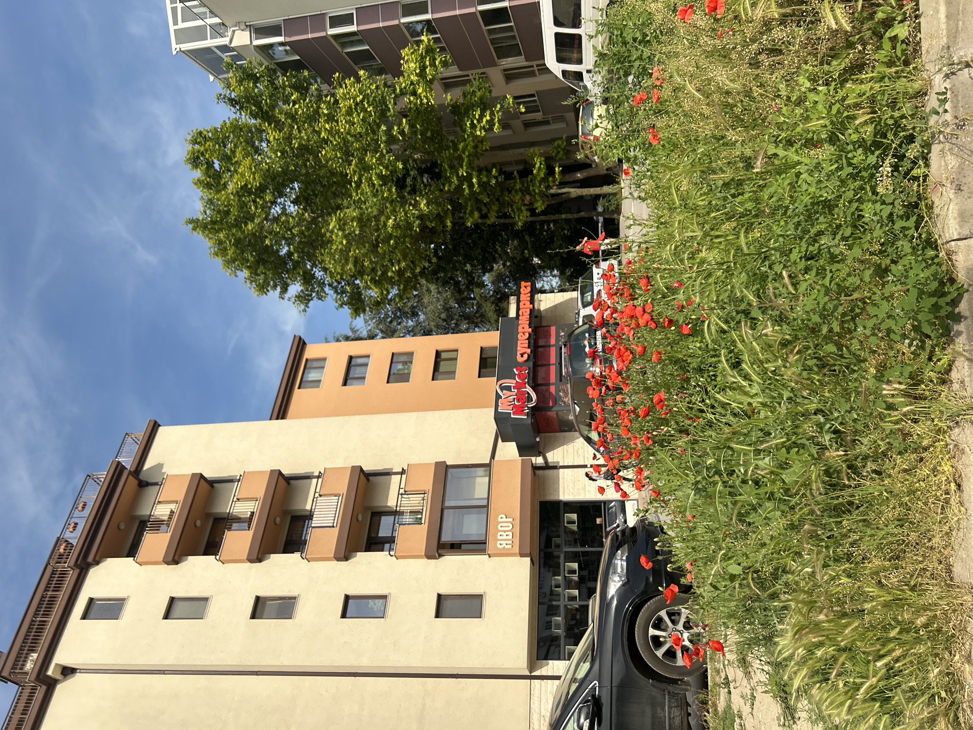 This image captures an urban street scene in Varna, Bulgaria, under a bright blue sky with scattered wispy white clouds.
In the immediate foreground, a dense patch of green foliage, consisting of various grasses and weeds, is prominently dotted with numerous vivid red poppies. This vegetation is bordered by a concrete curb.
To the left, a multi-story building with a light beige stucco facade and dark brown trim features multiple balconies with metal railings. The ground floor of this building houses a commercial unit identified by a white sign displaying "ЯВОР" (Yavor) in Cyrillic. A black Honda CR-V is partially visible, parked in front of this building on the left.
Adjacent to the "ЯВОР" establishment, a commercial sign for "My Market Супермаркет" (My Market Supermarket) is prominently displayed in red. A person wearing a black top and white pants is visible near the entrance to this supermarket. To the right of the supermarket, a large, mature tree with bright green foliage partially obscures the view.
Further into the scene, multiple vehicles are parked, including several cars and a white van visible on the far right. A person in a red shirt is also visible in the mid-ground, near the trees and parked cars. On the right side of the frame, another multi-story building with a facade featuring light gray and purplish panels, and modern glass enclosures on its upper floors, is partially visible. An orange-brown building is also visible between the light beige building and the trees in the center.