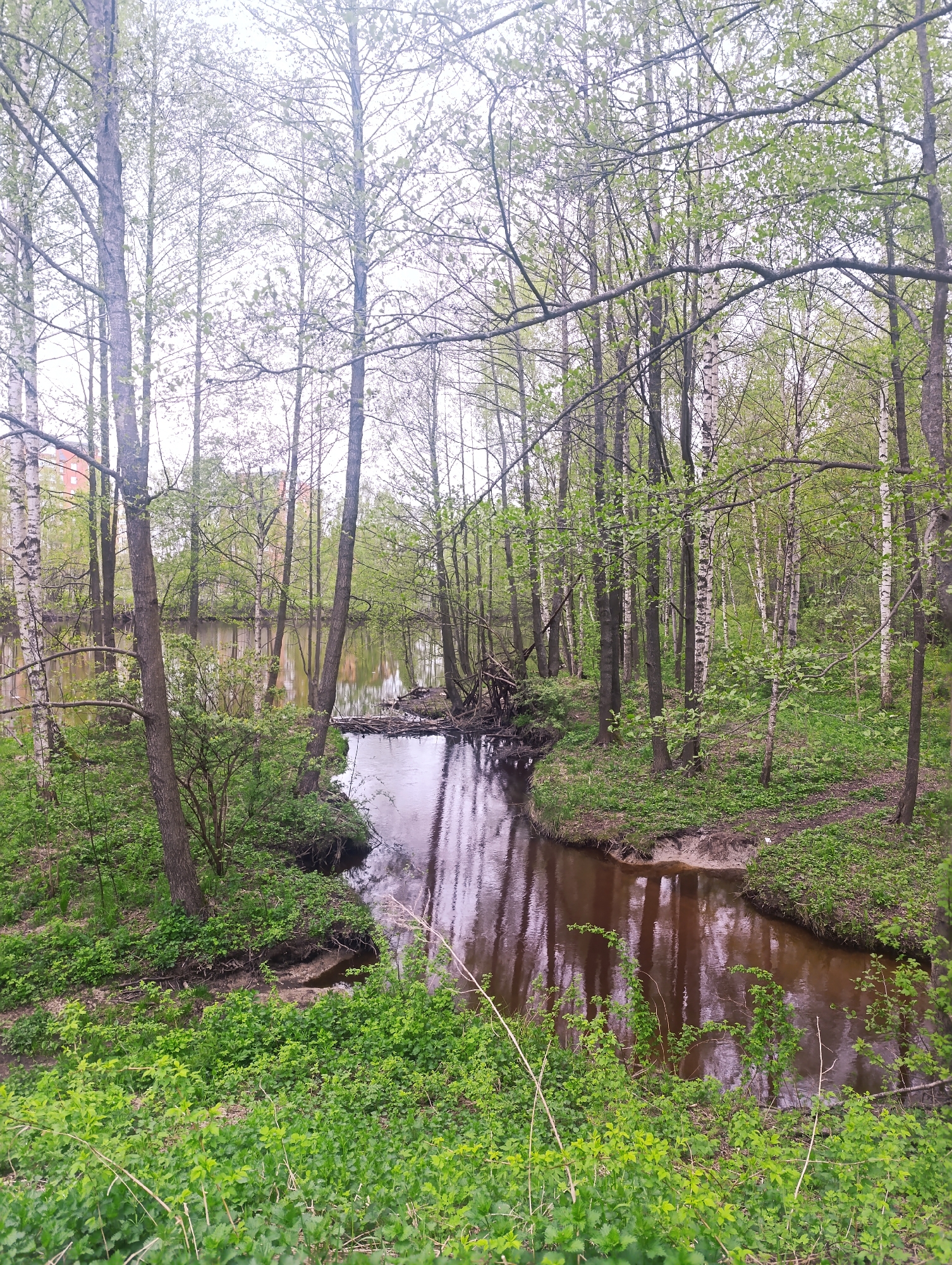 The image depicts a narrow, brown-colored river flowing through a dense woodland in Unknown, Unknown. The river reflects the surrounding trees, which include birch trees with their characteristic white bark and other trees with green foliage. The riverbanks are covered in lush green vegetation, mainly low-growing plants. In the background, a building with an orange facade can be seen through the trees. Debris, possibly fallen logs or branches, is visible in the river at a bend. The scene appears to be in a natural setting within an urban environment.