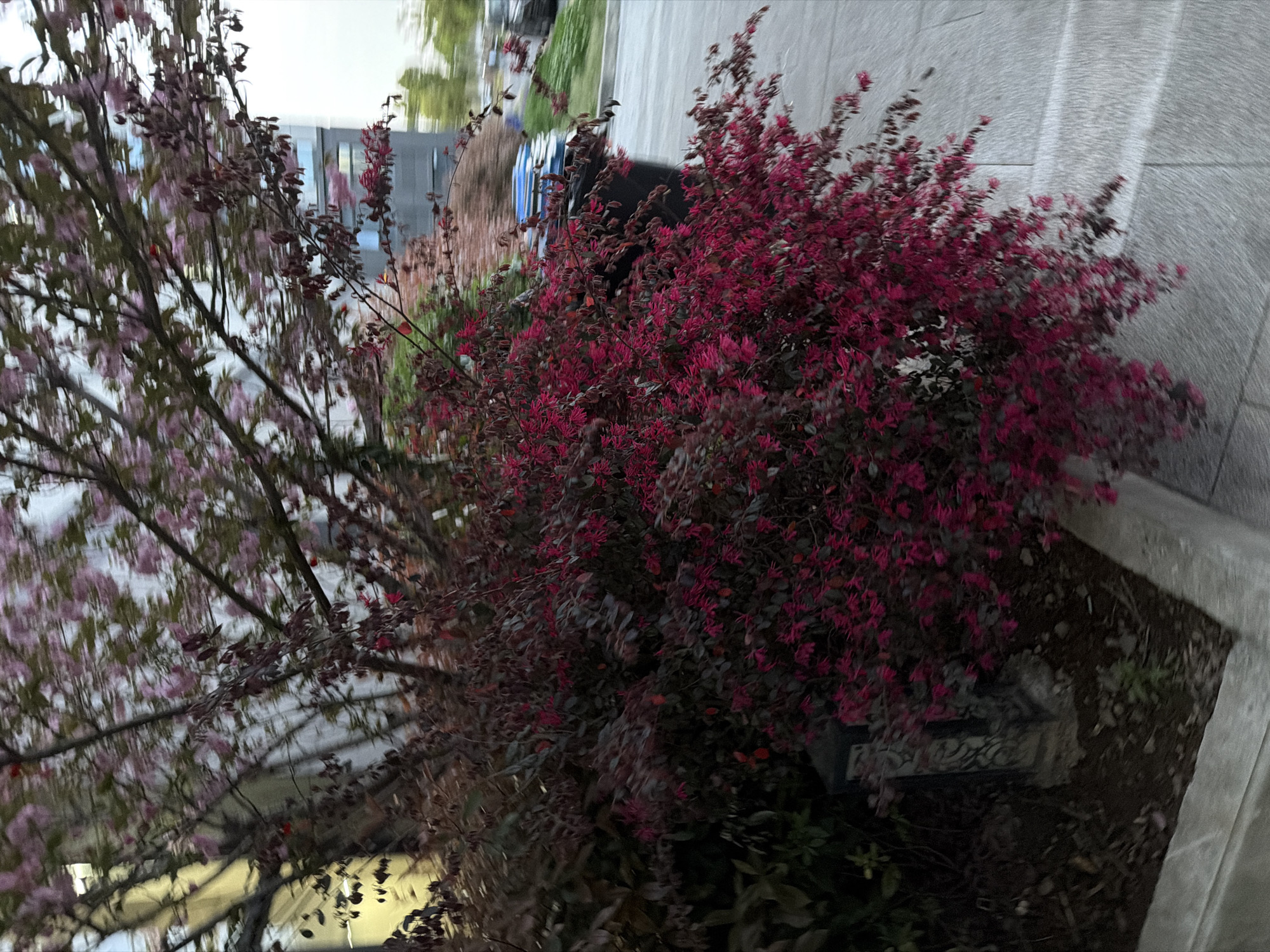 The image presents a roadside view, likely in an urban area of Jiangning District, China. A bush with dense, dark red foliage is prominent on the right side of the frame, positioned along a concrete curb. To the left, a tree with sparse branches and light pink blossoms is visible. The background includes glimpses of buildings and other greenery. The overall scene suggests a blend of natural elements within a cityscape. The image appears to be taken from a low angle, possibly at ground level.
