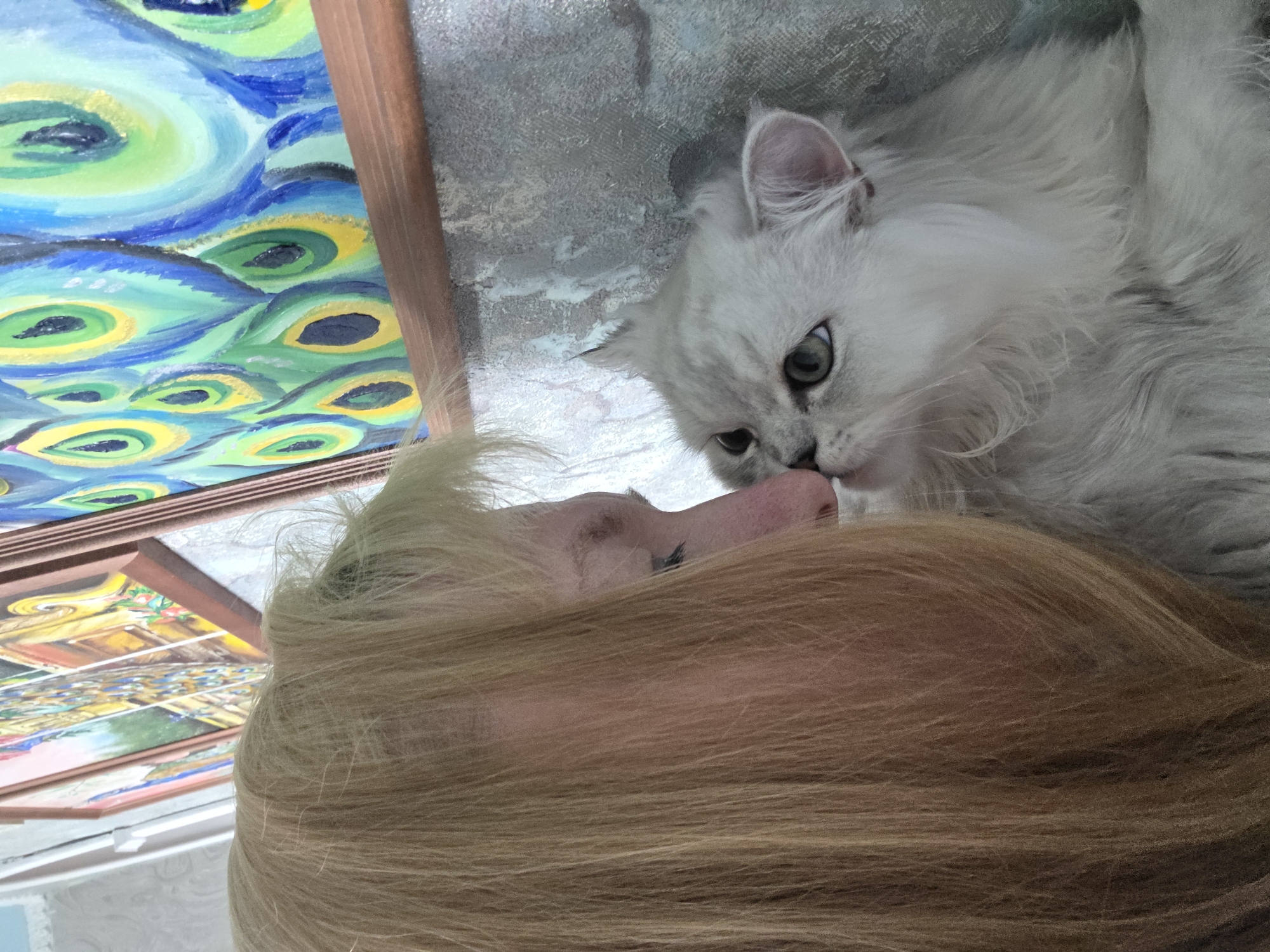 In Novocheboksarsk, Russia, a close-up shot captures an intimate moment between a woman and her fluffy white cat. The woman, with blonde hair covering part of her face, leans in to nuzzle the cat. The cat, with striking green eyes and a fluffy mane, reciprocates the affection, its nose touching the woman's cheek. Behind them, a colorful abstract painting of peacock feathers adorns the wall, adding a vibrant backdrop to the serene scene. The textured wall and framed artwork suggest an indoor setting, likely a home.