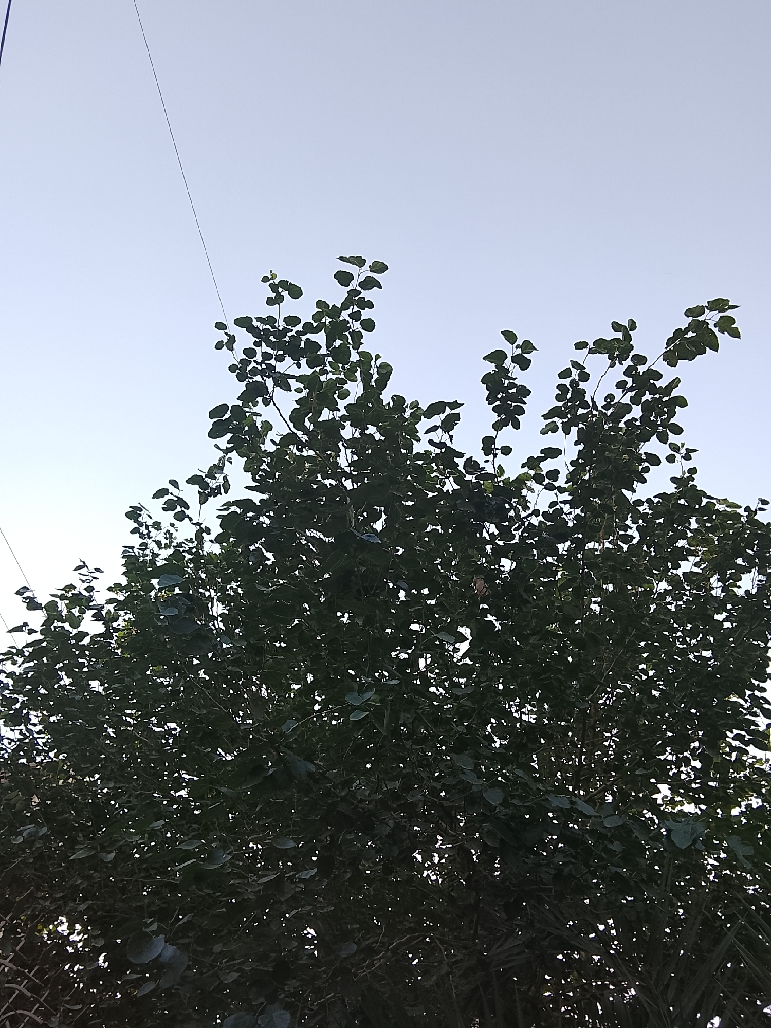 The image captures a dense, leafy tree silhouetted against a clear, light blue sky. The tree occupies the lower two-thirds of the frame, with its dark green foliage filling much of the space. Individual leaves are visible, particularly in the upper branches where they are illuminated by the sky behind them. The sky is bright and uniform, suggesting daylight, likely morning or late afternoon given its soft hue.
A thin, dark line, possibly a wire or string, stretches diagonally from the upper left corner of the image downwards towards the center-left, cutting across the sky. At the very bottom left corner, a faint, blurred outline suggests a fence or lattice structure, partially obscured by the tree's lower branches and shadows. There are no people or animals visible. No specific activity is taking place, and no text is present in the image. The overall impression is one of natural outdoor scenery.