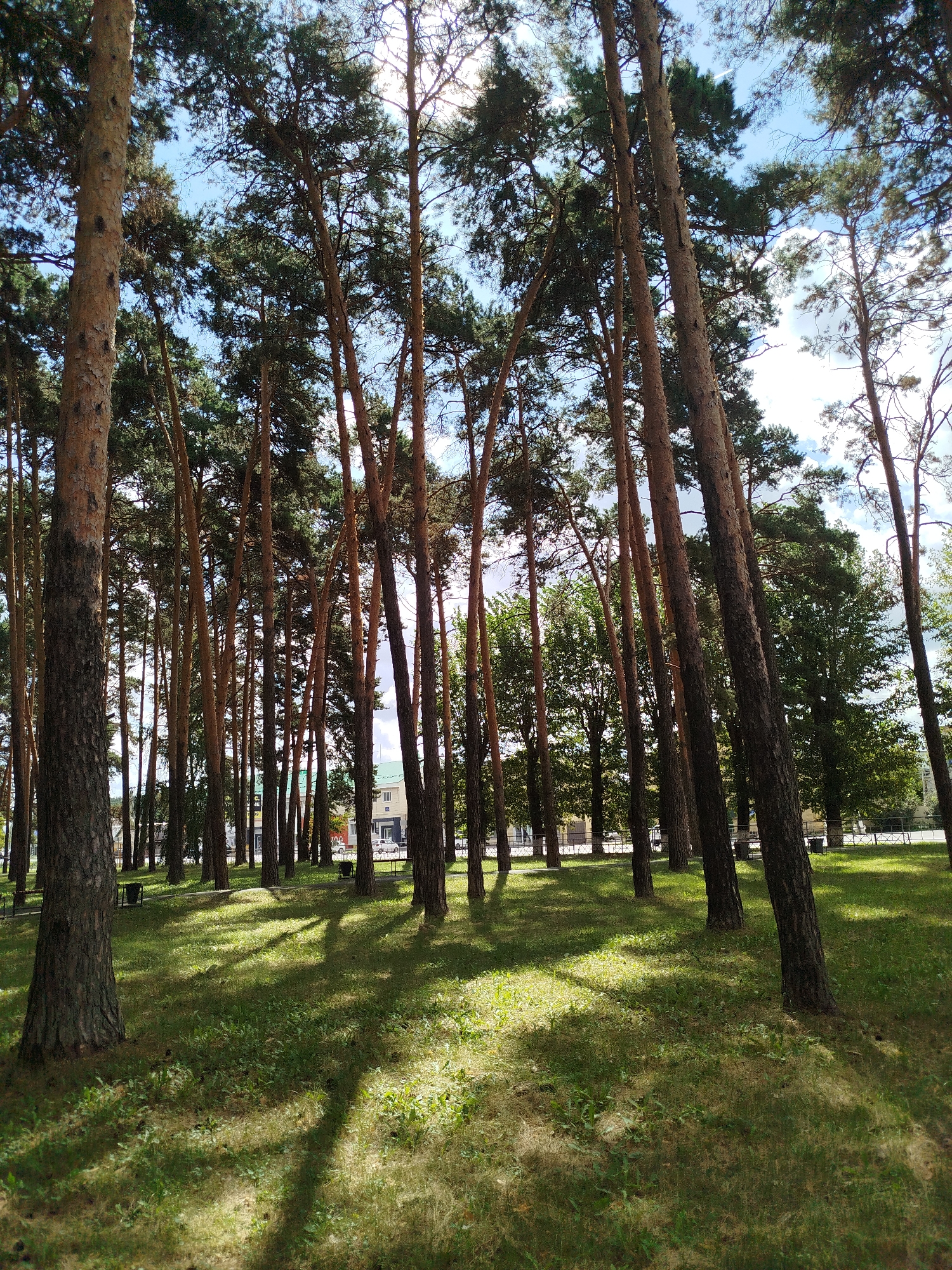 This image depicts a park in Zavodoukovsk, Russia, characterized by a dense stand of tall, slender pine trees. The sun filters through the branches, casting dappled shadows on the green, well-maintained grassy ground. In the background, several low-rise buildings with light-colored facades and darker roofs are visible, interspersed with more greenery. The sky above is blue with scattered white clouds. The scene suggests a peaceful, urban park setting on a sunny day.